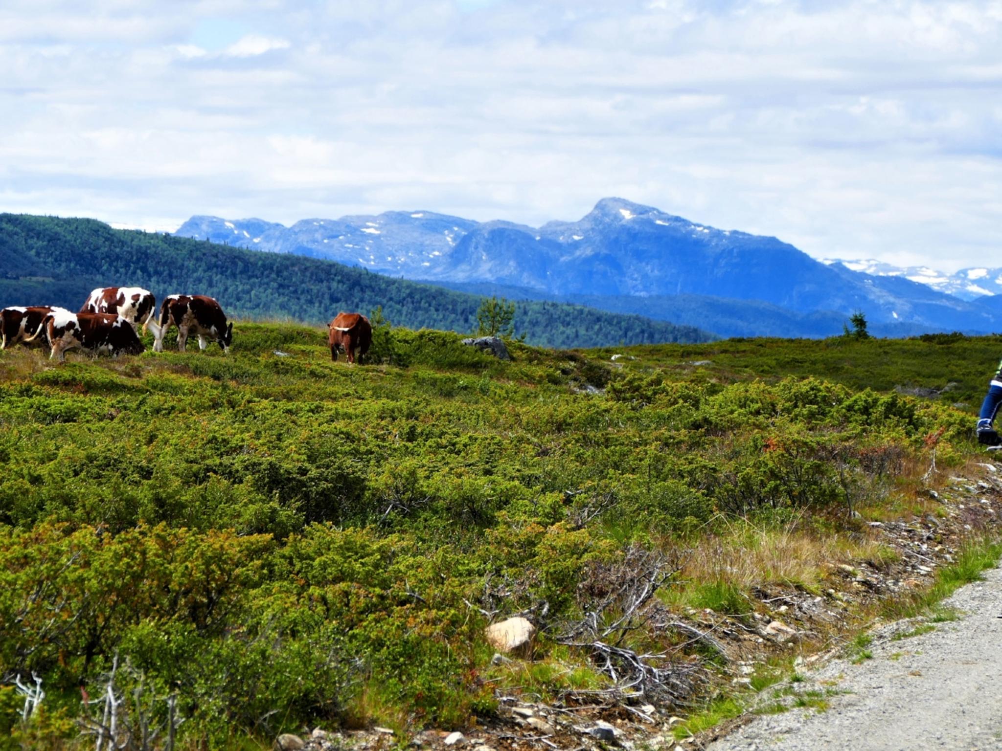 Mountain biking in Valdres