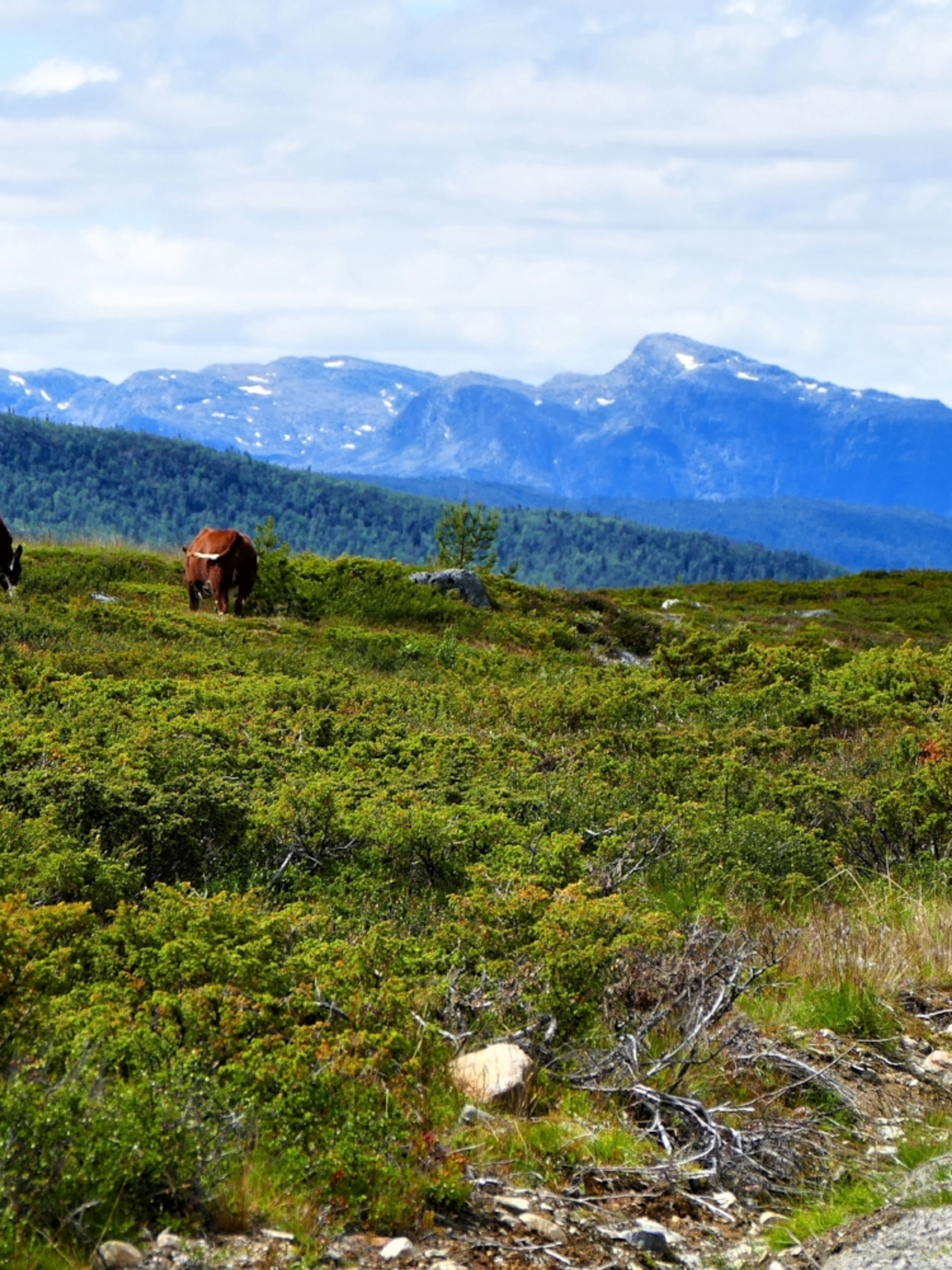 Mountain biking in Valdres