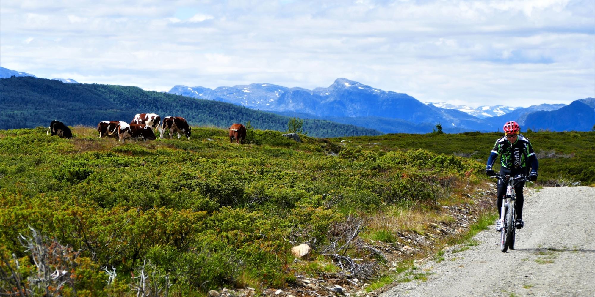 Mountain biking in Valdres