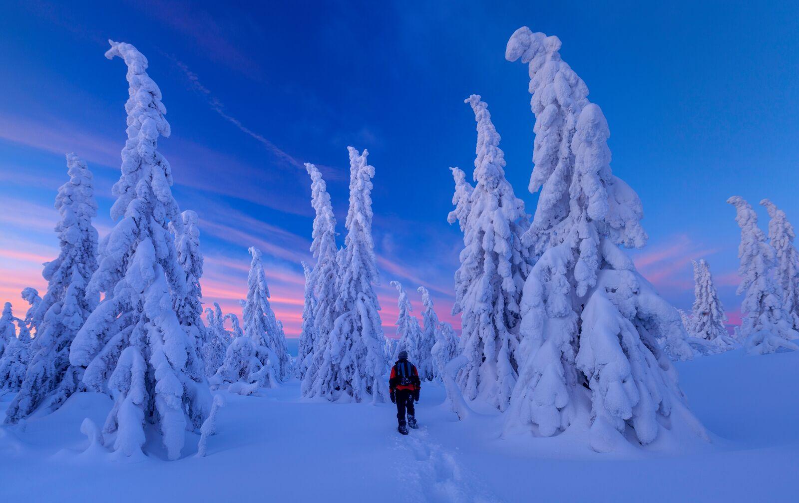 Person walking into snow covered landscape in Jønnbuflåtin Lifjell, Eastern Norway