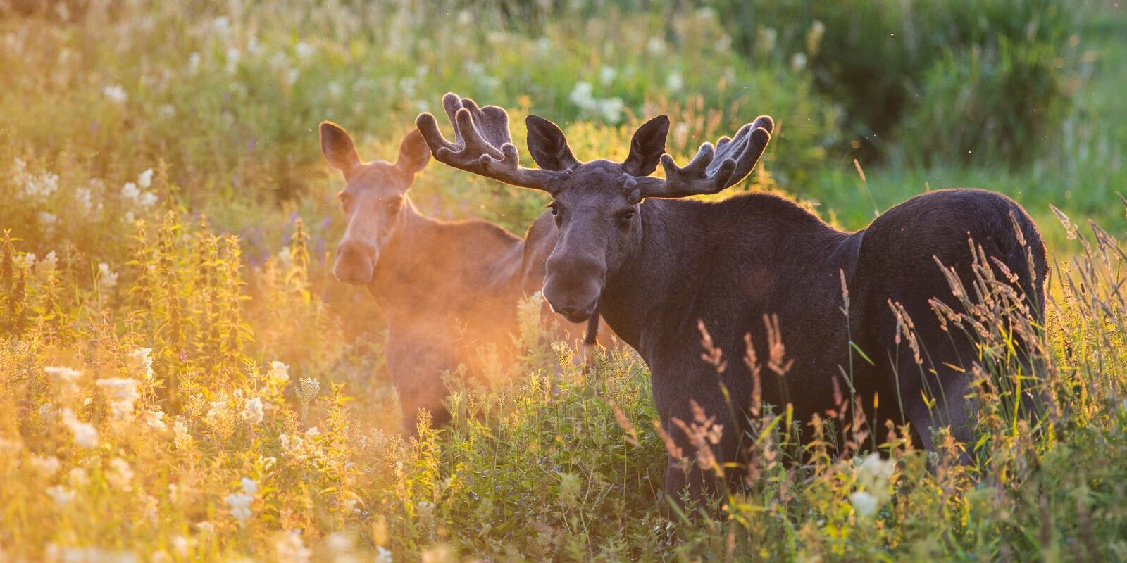 Two moose out in nature during summer in Norway