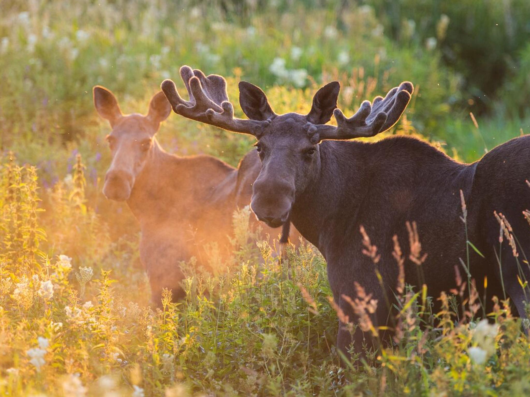 Two moose out in nature during summer in Norway