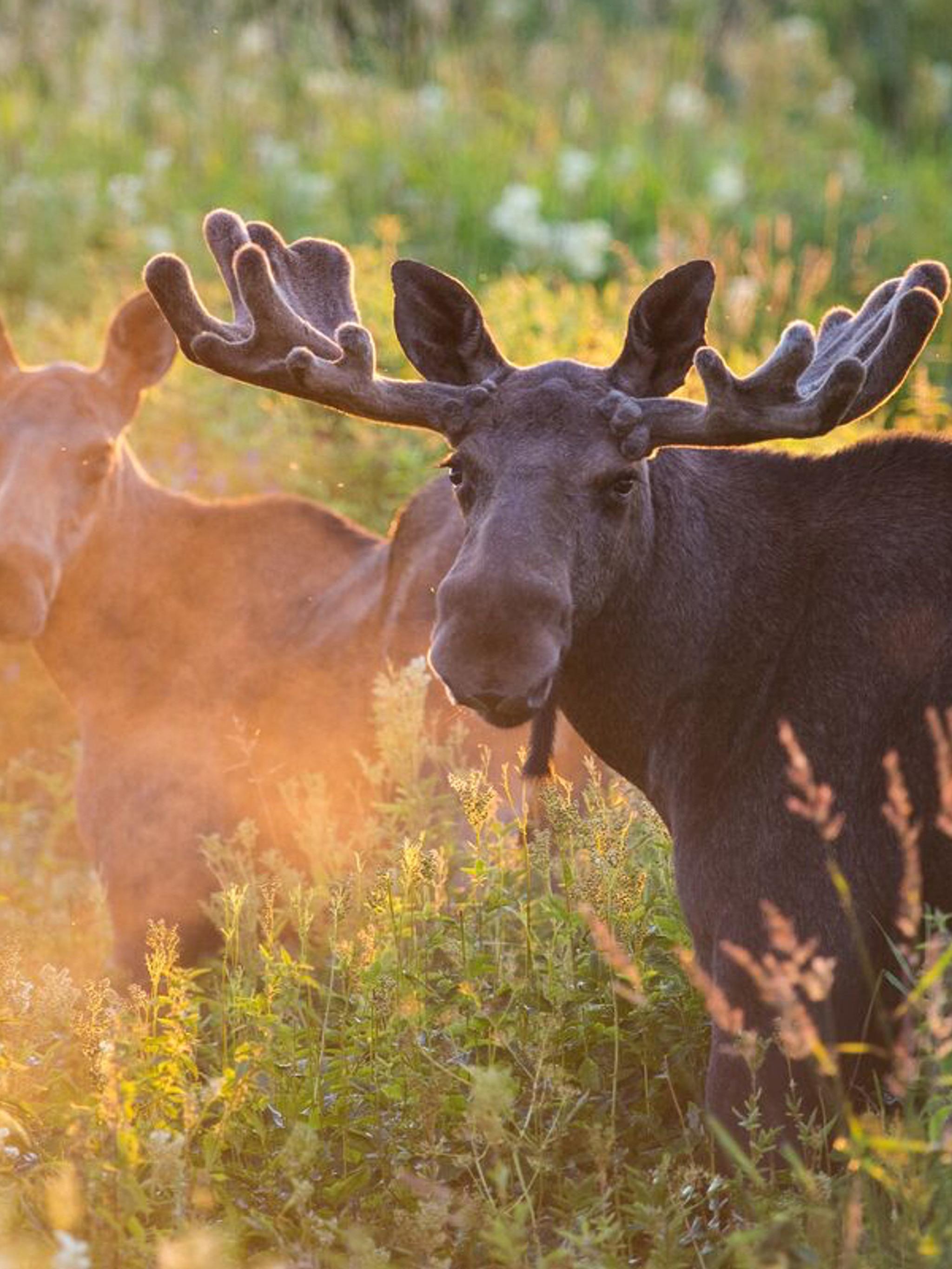 Two moose out in nature during summer in Norway