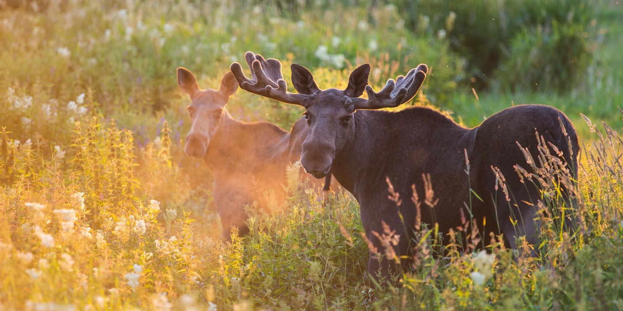 Two moose out in nature during summer in Norway