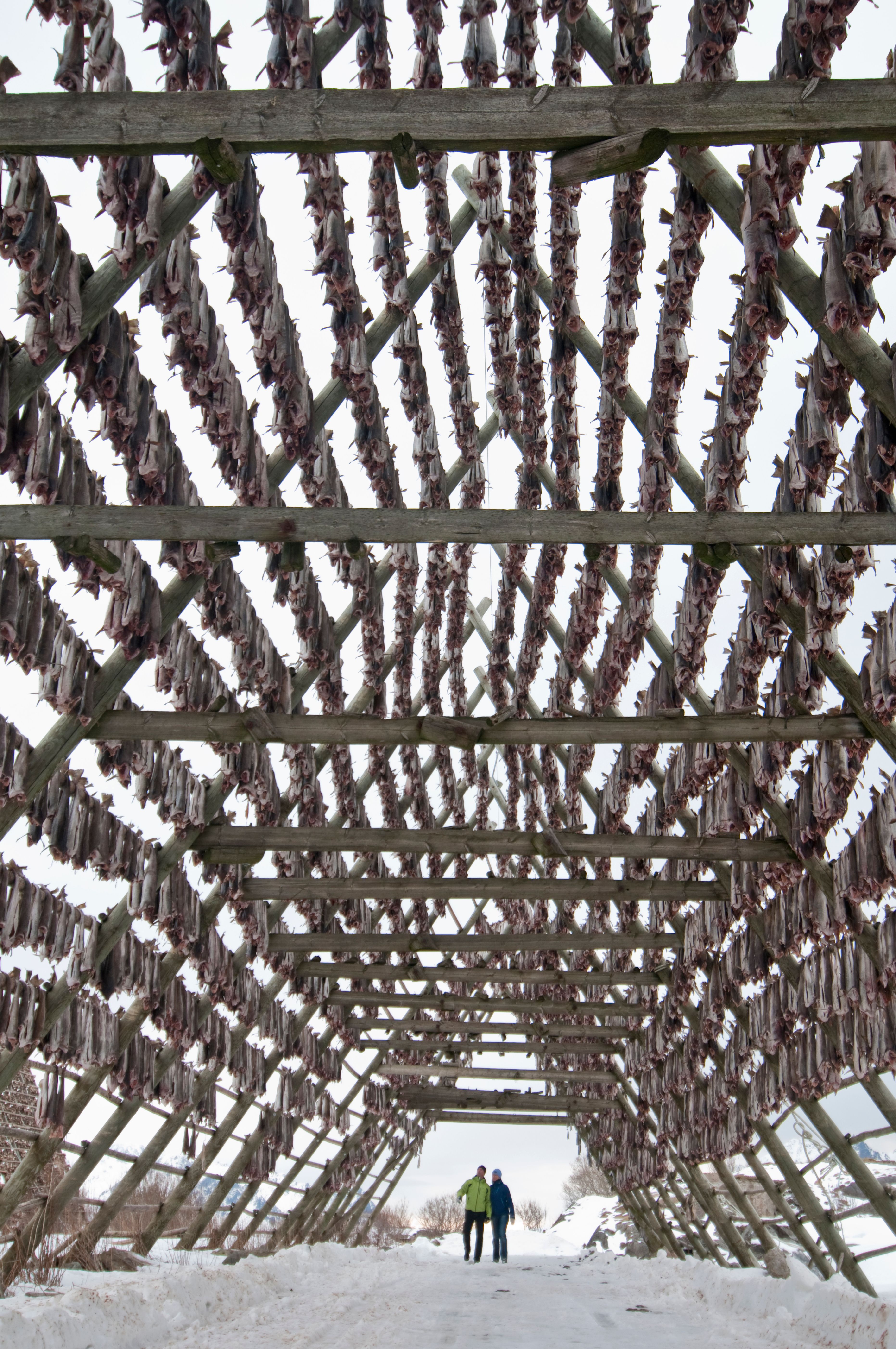 Drying rack for fish in Lofoten in Northern Norway