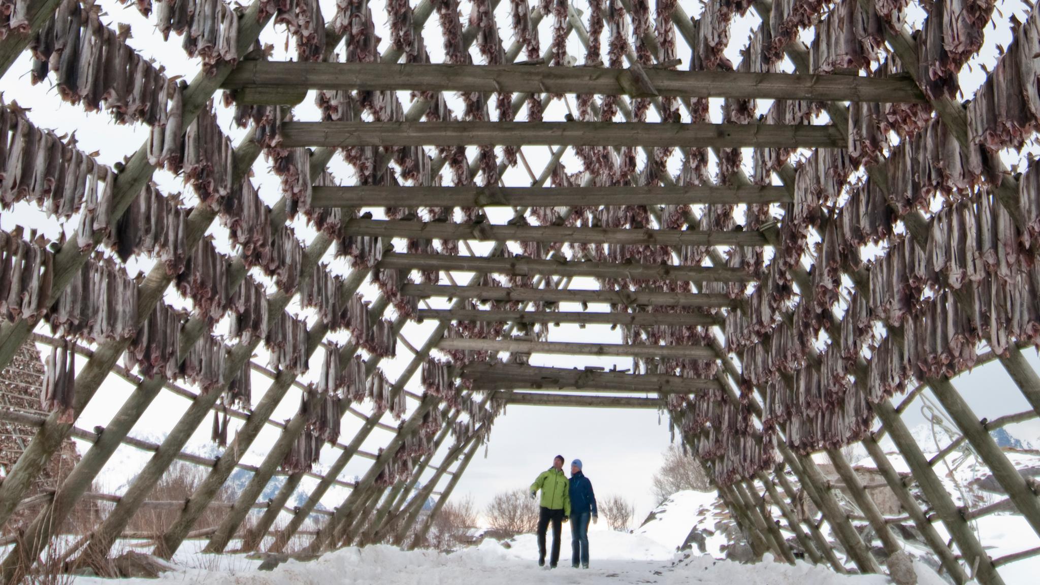 Drying rack for fish in Lofoten in Northern Norway