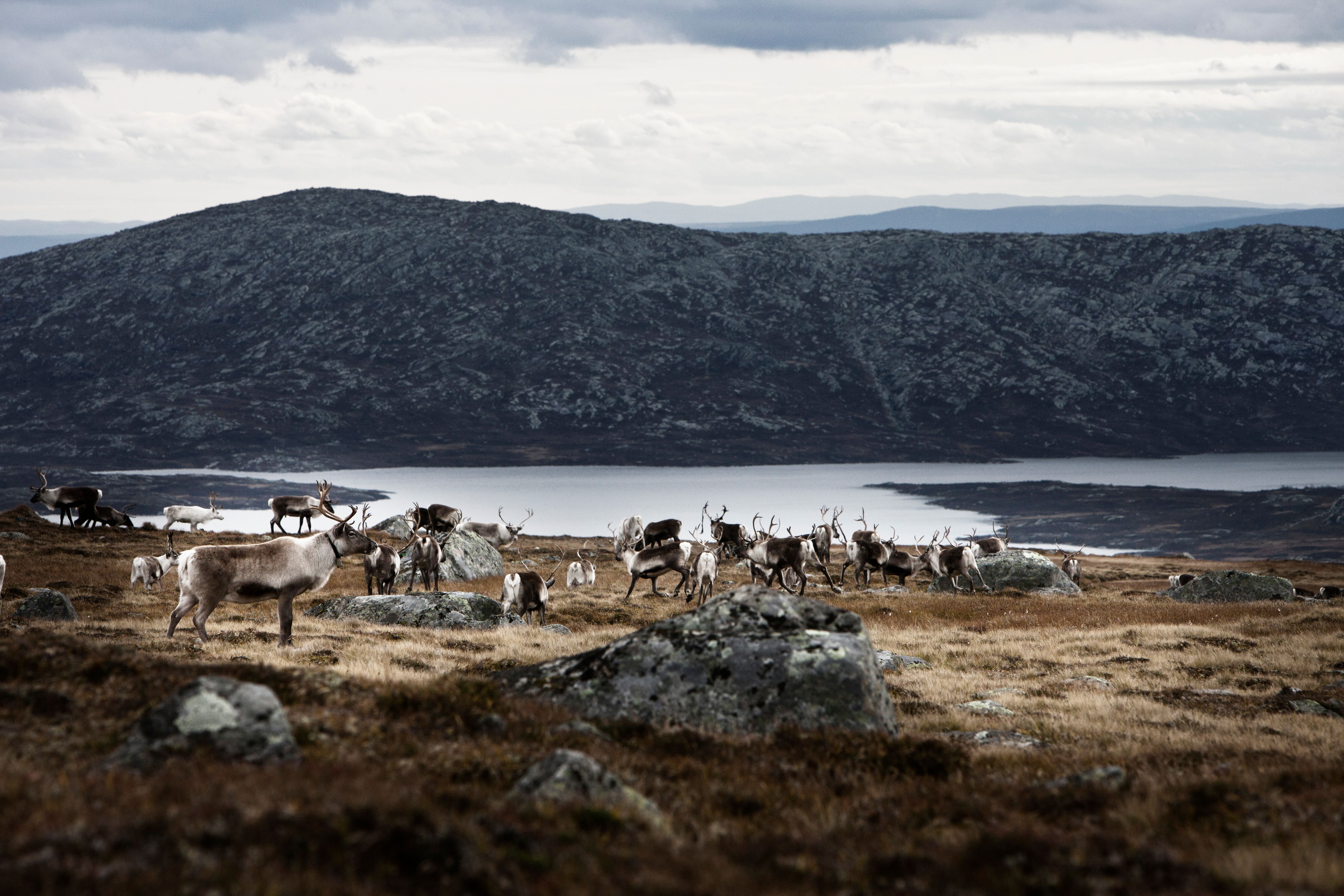 A flock of reindeer in a hilly field near a lake, Valdresflye