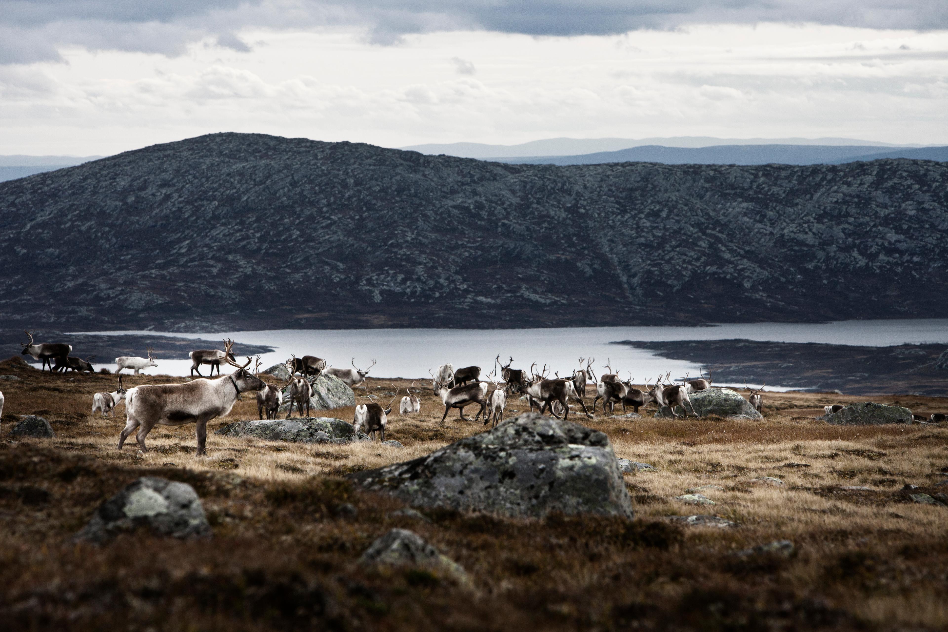 A flock of reindeer in a hilly field near a lake, Valdresflye