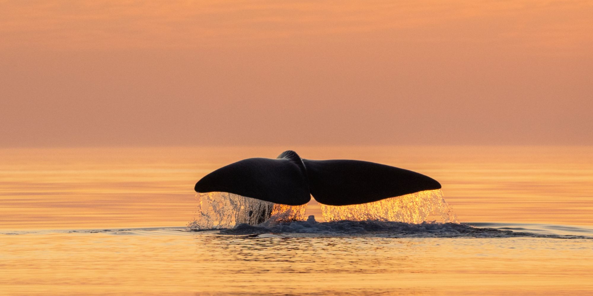 Whale tale above the water outside of Andøya in Vesterålen, Northern Norway