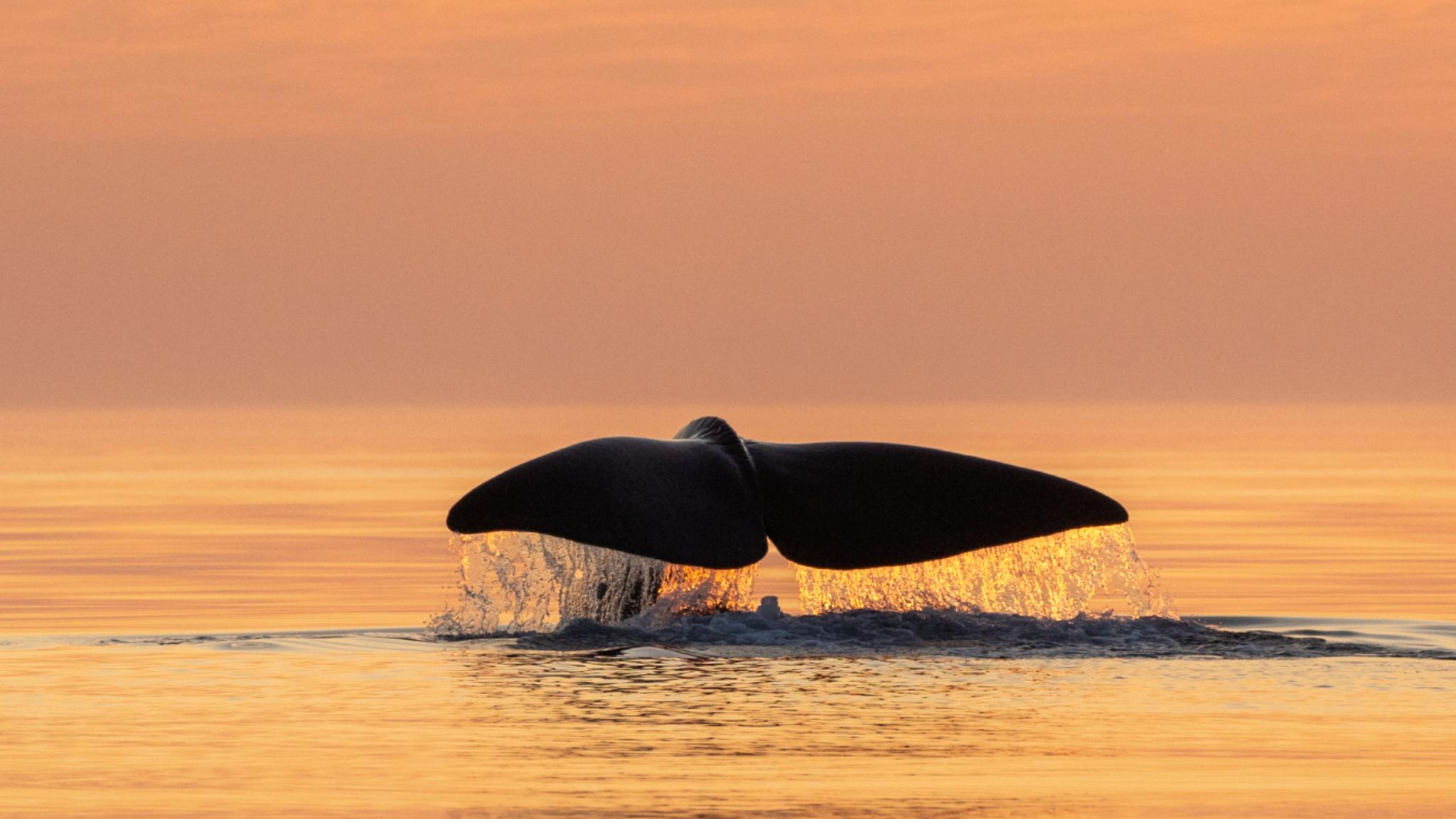Halen til en hval stikker over vannoverflaten utenfor Andøya i Vesterålen