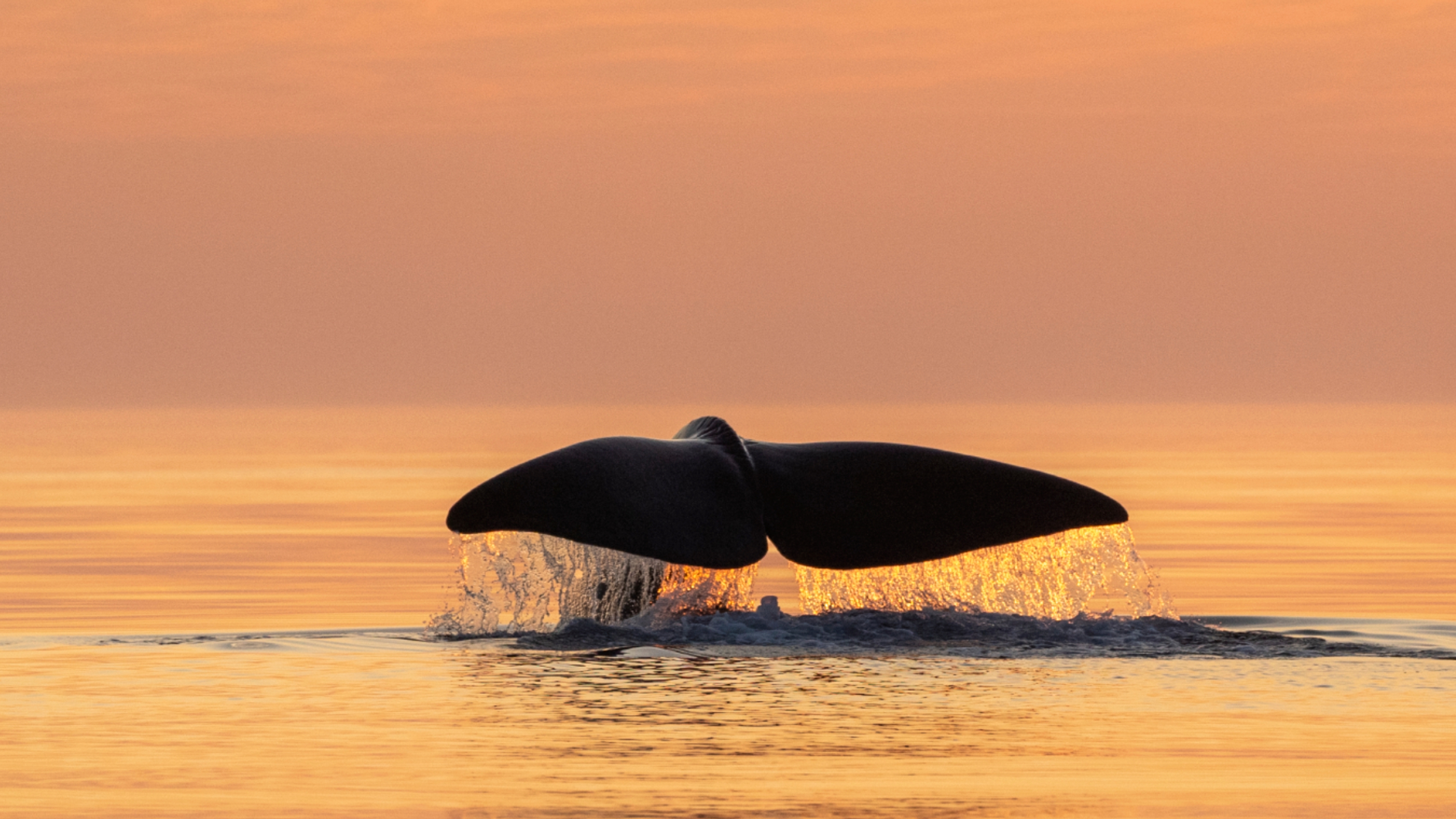 Whale tale above the water outside of Andøya in Vesterålen, Northern Norway