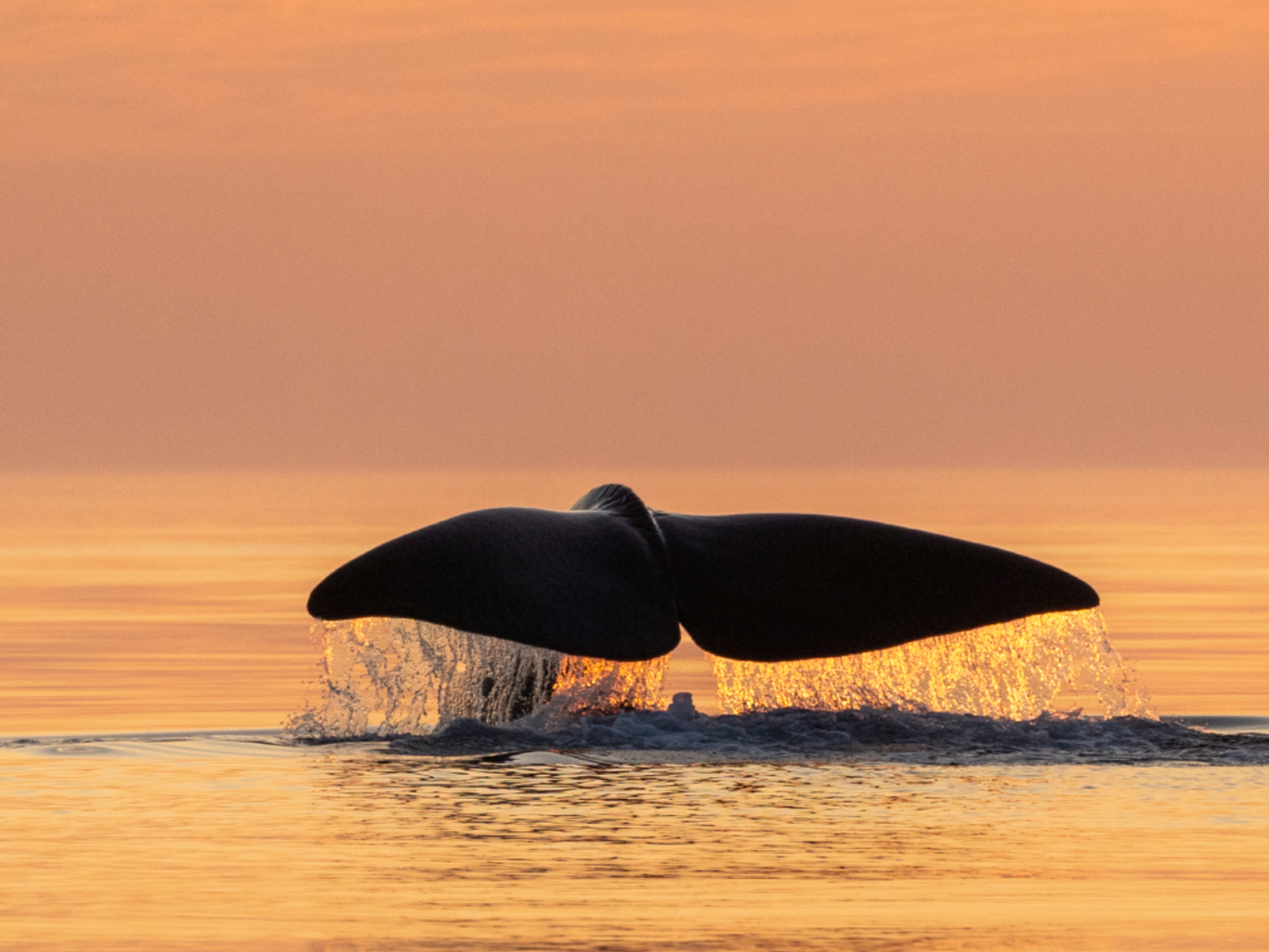 Whale tale above the water outside of Andøya in Vesterålen, Northern Norway
