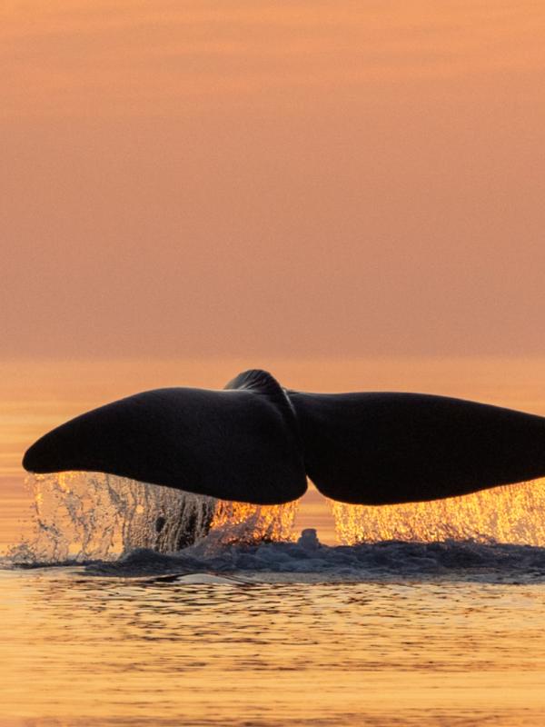 Whale tale above the water outside of Andøya in Vesterålen, Northern Norway