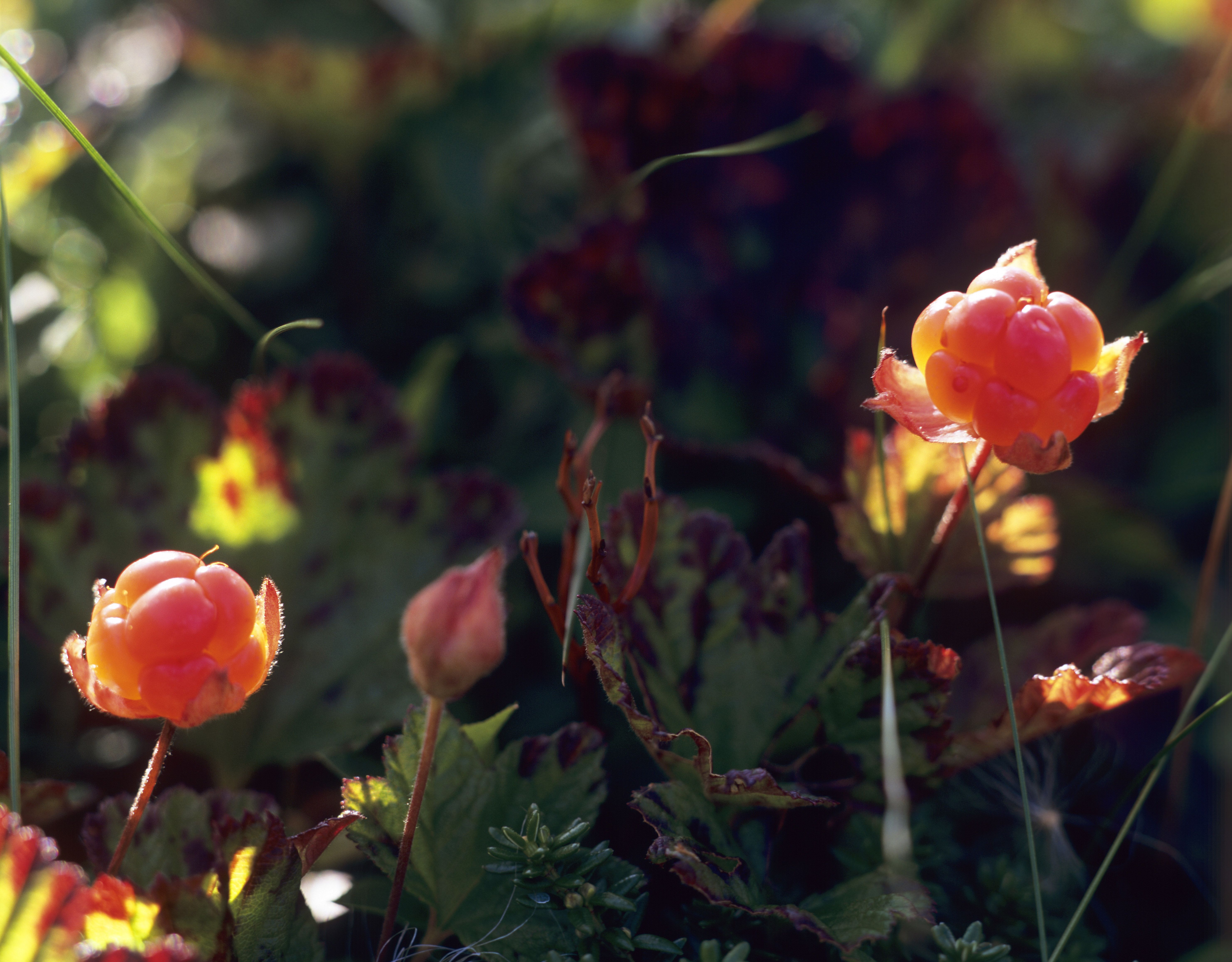 Cloudberries in nature outside Narvik in Northern Norway
