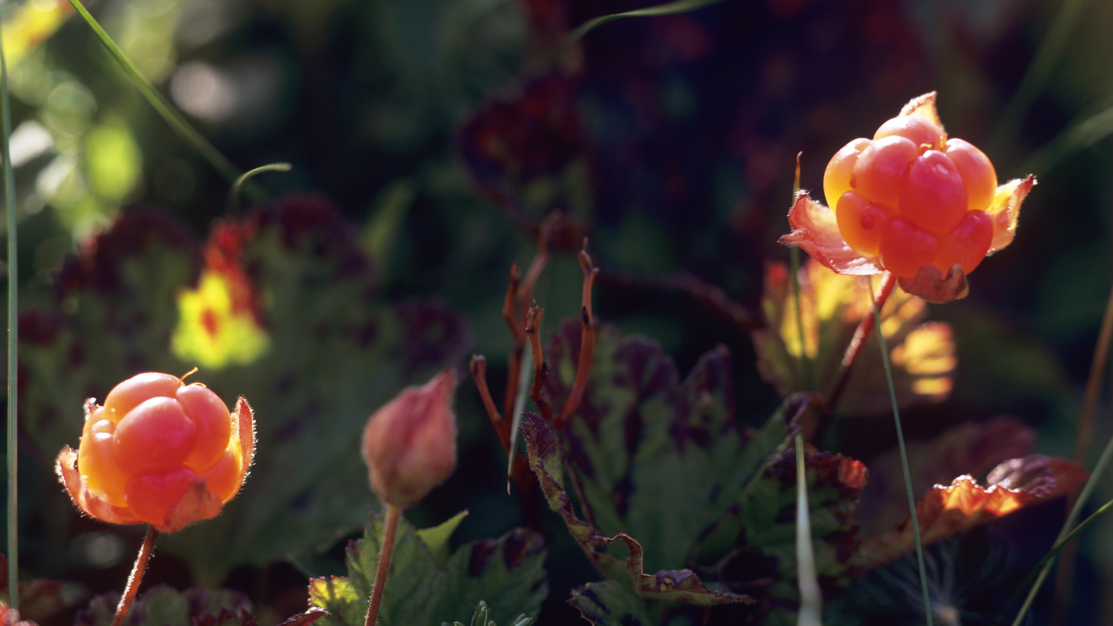 Cloudberries in nature outside Narvik in Northern Norway