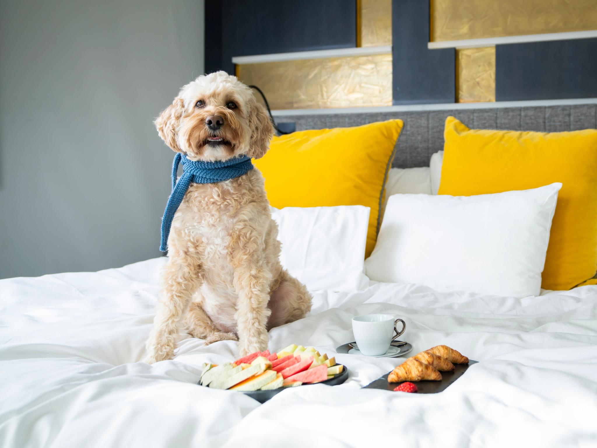 Dog on hotel room for dogs at The Thief in Oslo, Eastern Norway