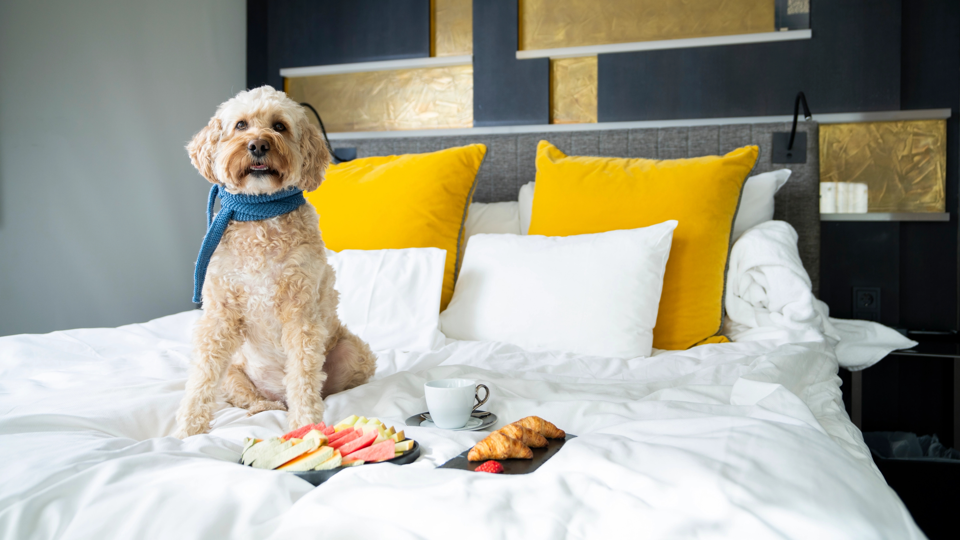 Dog on hotel room for dogs at The Thief in Oslo, Eastern Norway
