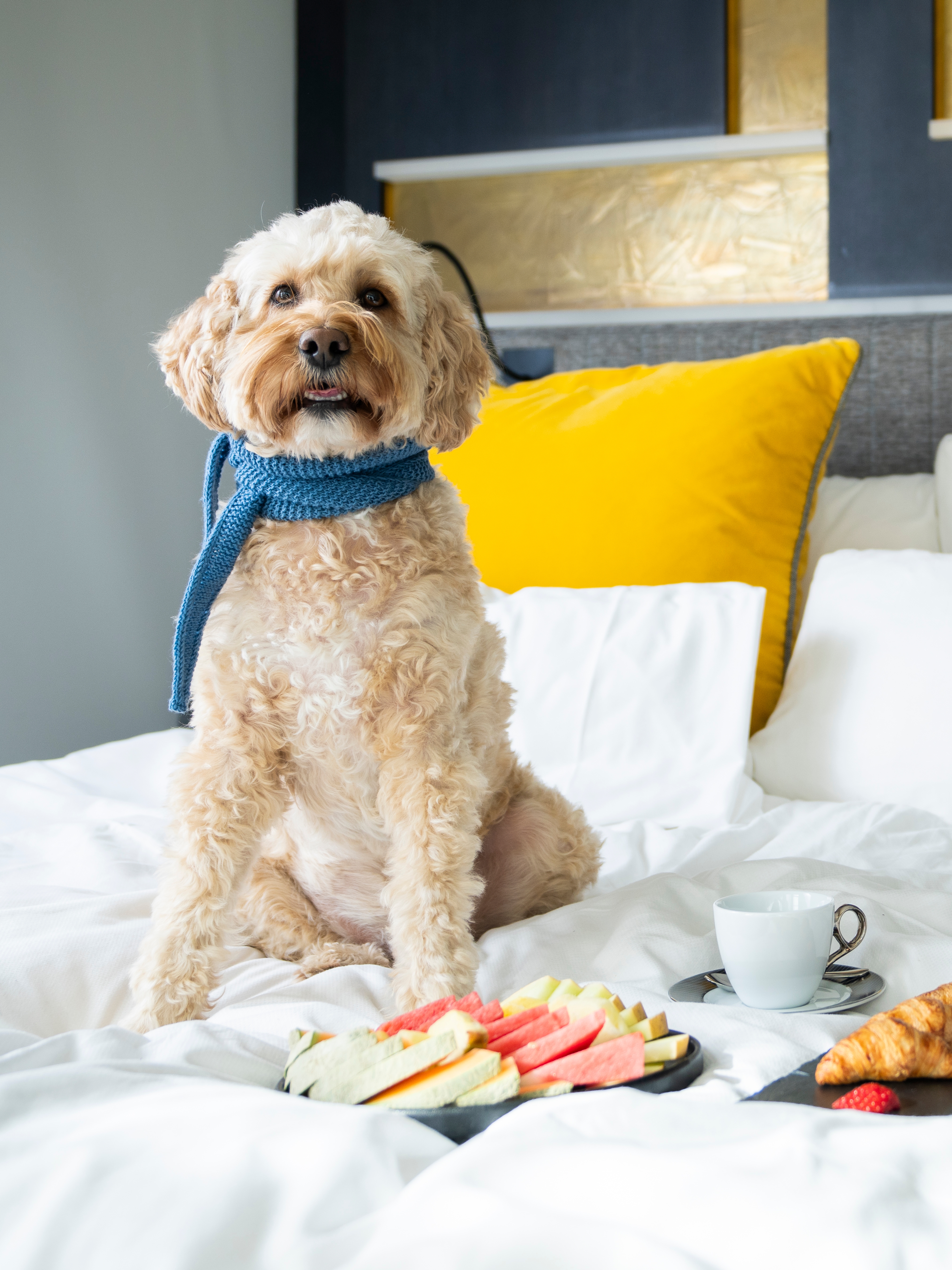 Dog on hotel room for dogs at The Thief in Oslo, Eastern Norway