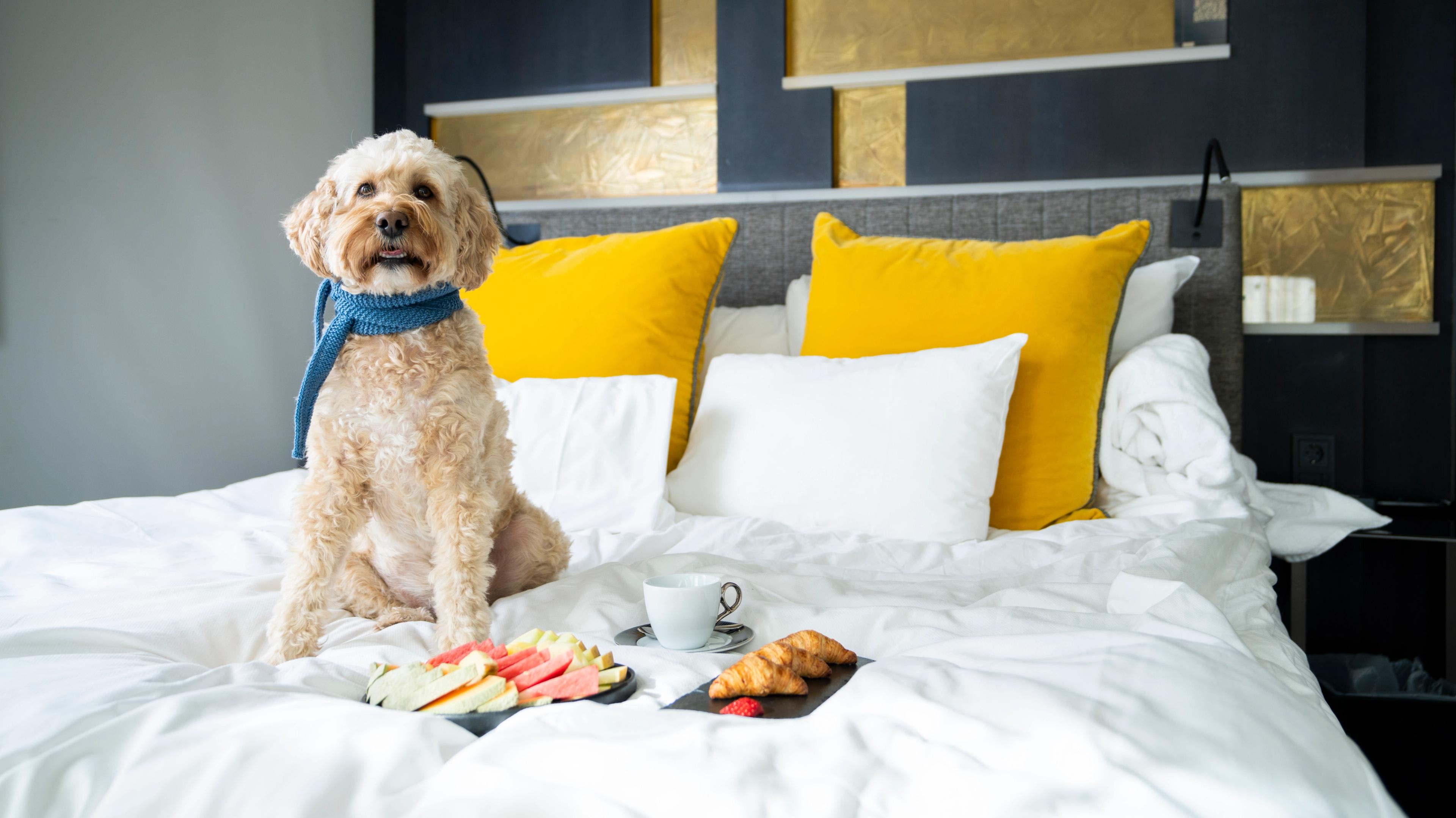 Dog on hotel room for dogs at The Thief in Oslo, Eastern Norway