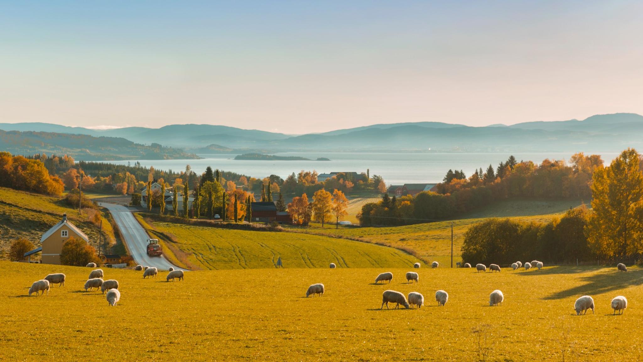 Beautiful views and sheep grazing at The Golden Road at Inderøy in Trøndelag