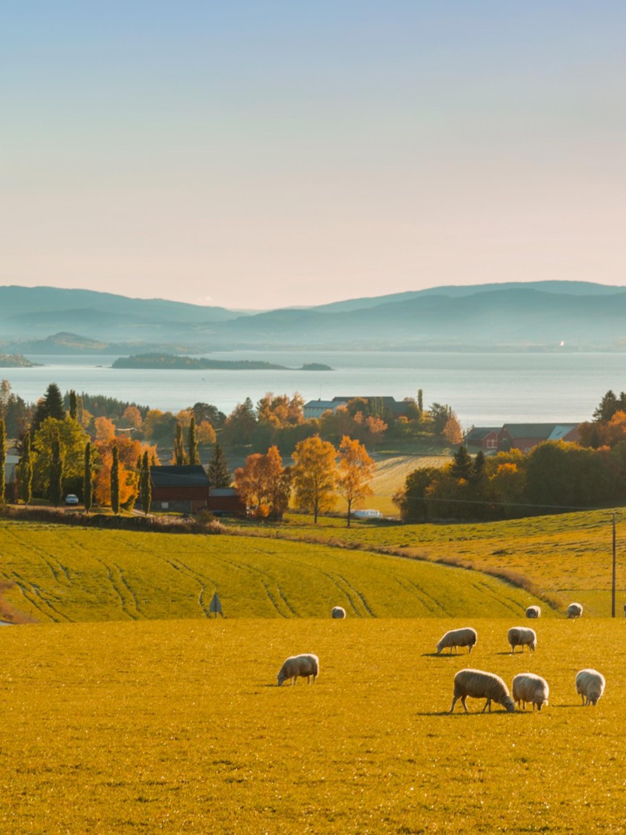 Beautiful views and sheep grazing at The Golden Road at Inderøy in Trøndelag