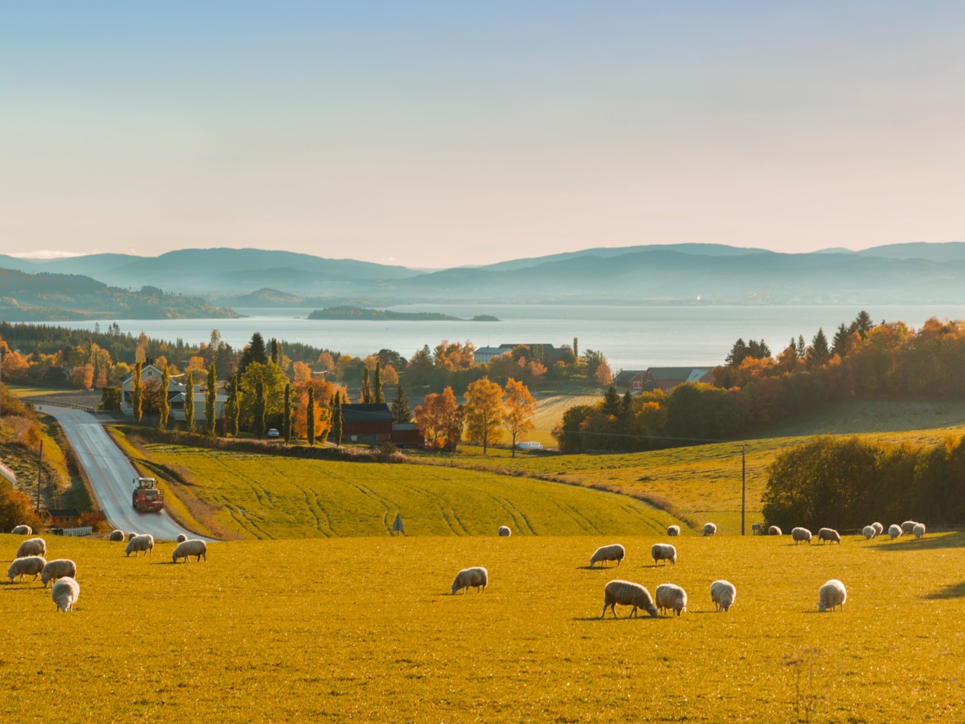 Beautiful views and sheep grazing at The Golden Road at Inderøy in Trøndelag