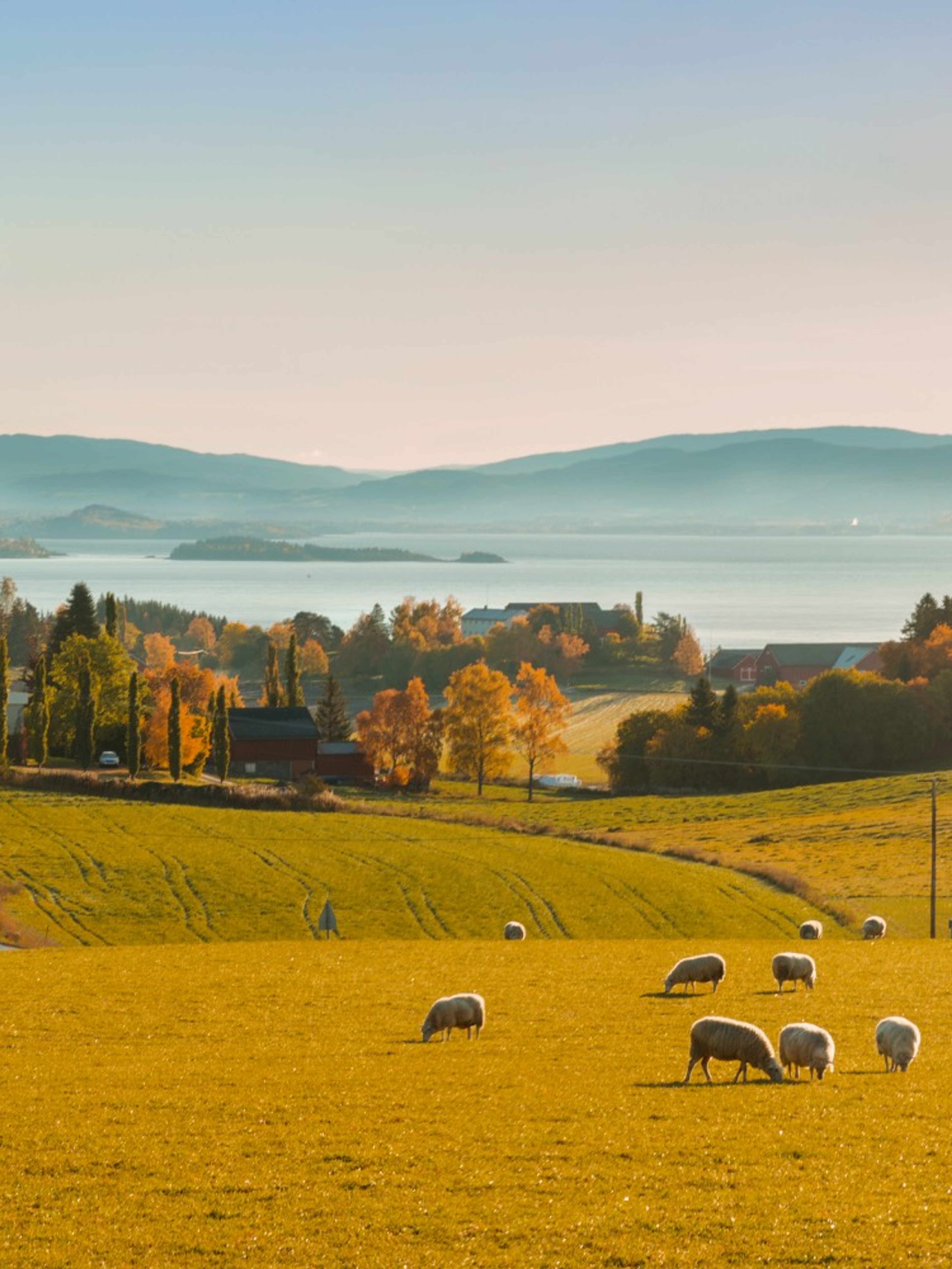 Beautiful views and sheep grazing at The Golden Road at Inderøy in Trøndelag