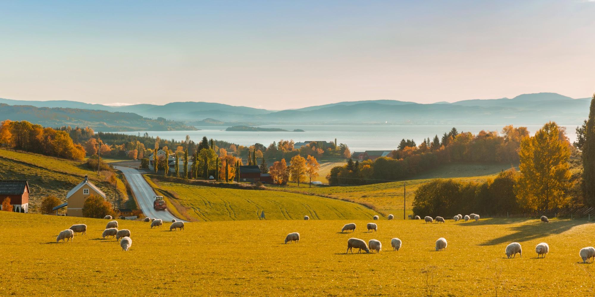 Beautiful views and sheep grazing at The Golden Road at Inderøy in Trøndelag