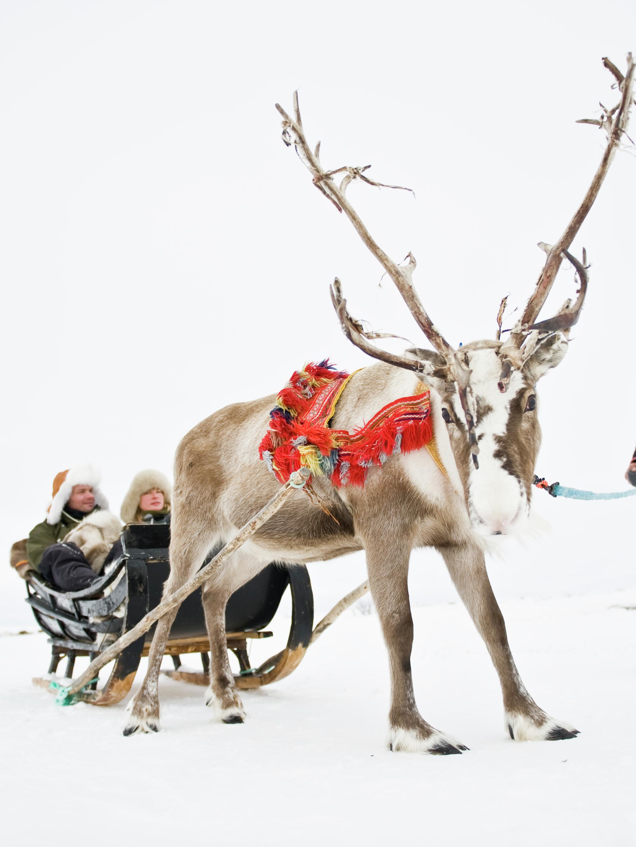 Couple driving reindeer sledge, Finnmark