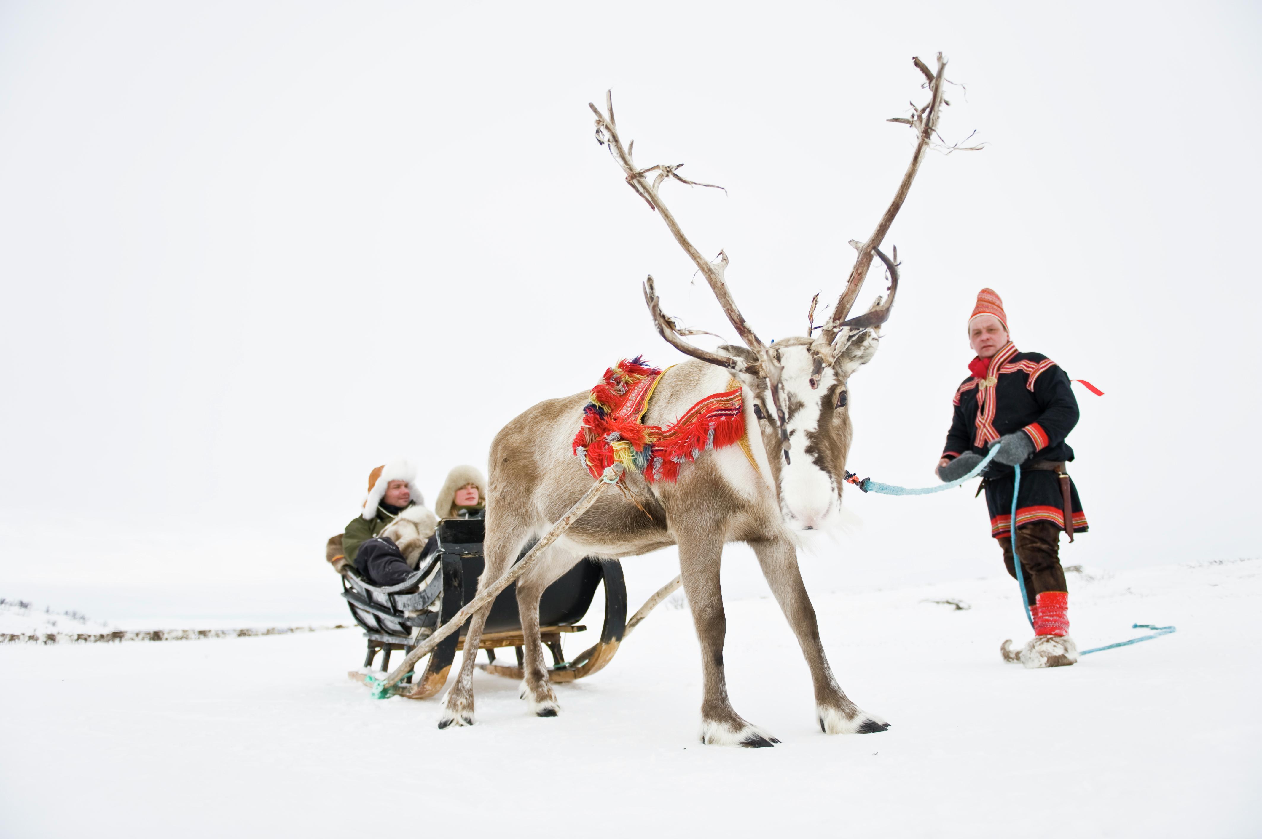 Couple driving reindeer sledge, Finnmark