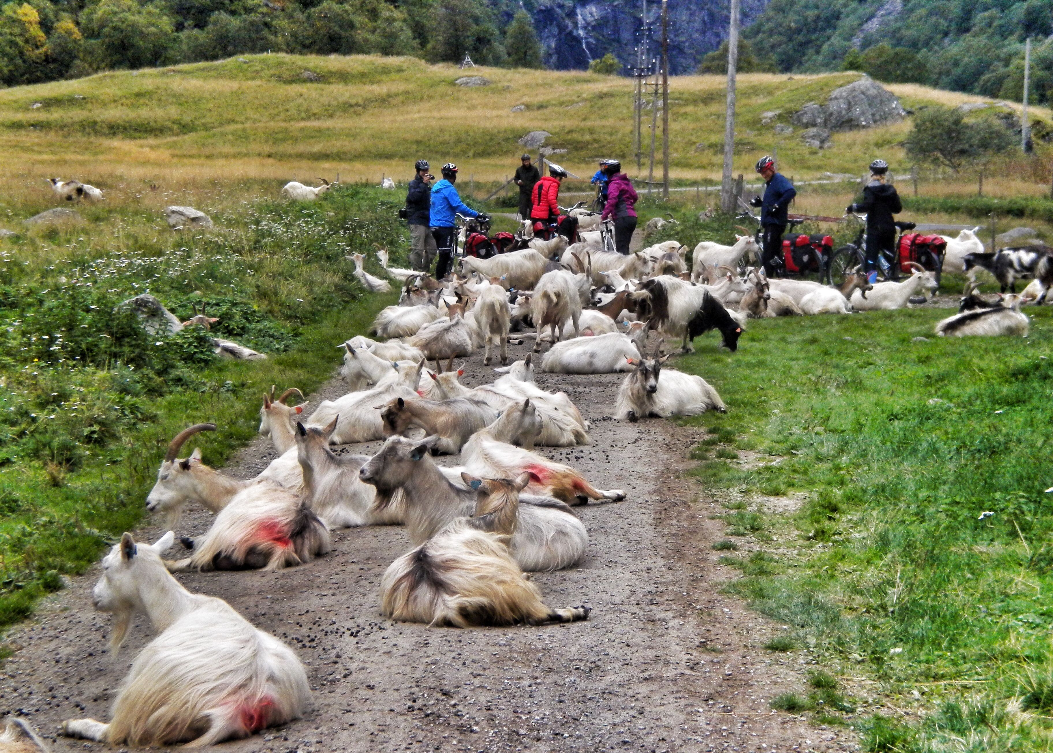 Eine Gruppe von Radfahrern trifft auf dem Radweg Rallarvegen in Fjord Norwegen auf eine Ziegenherde