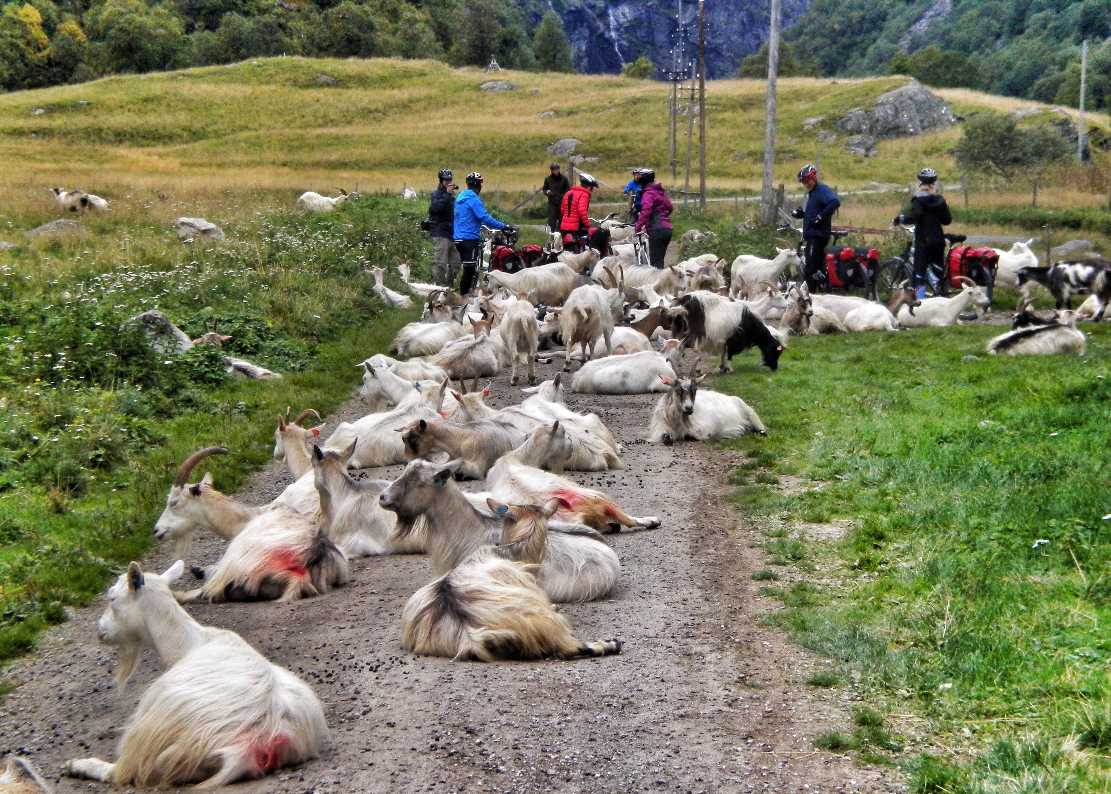 En gruppe cyklister møder en flok geder på Rallarvegen i Norge