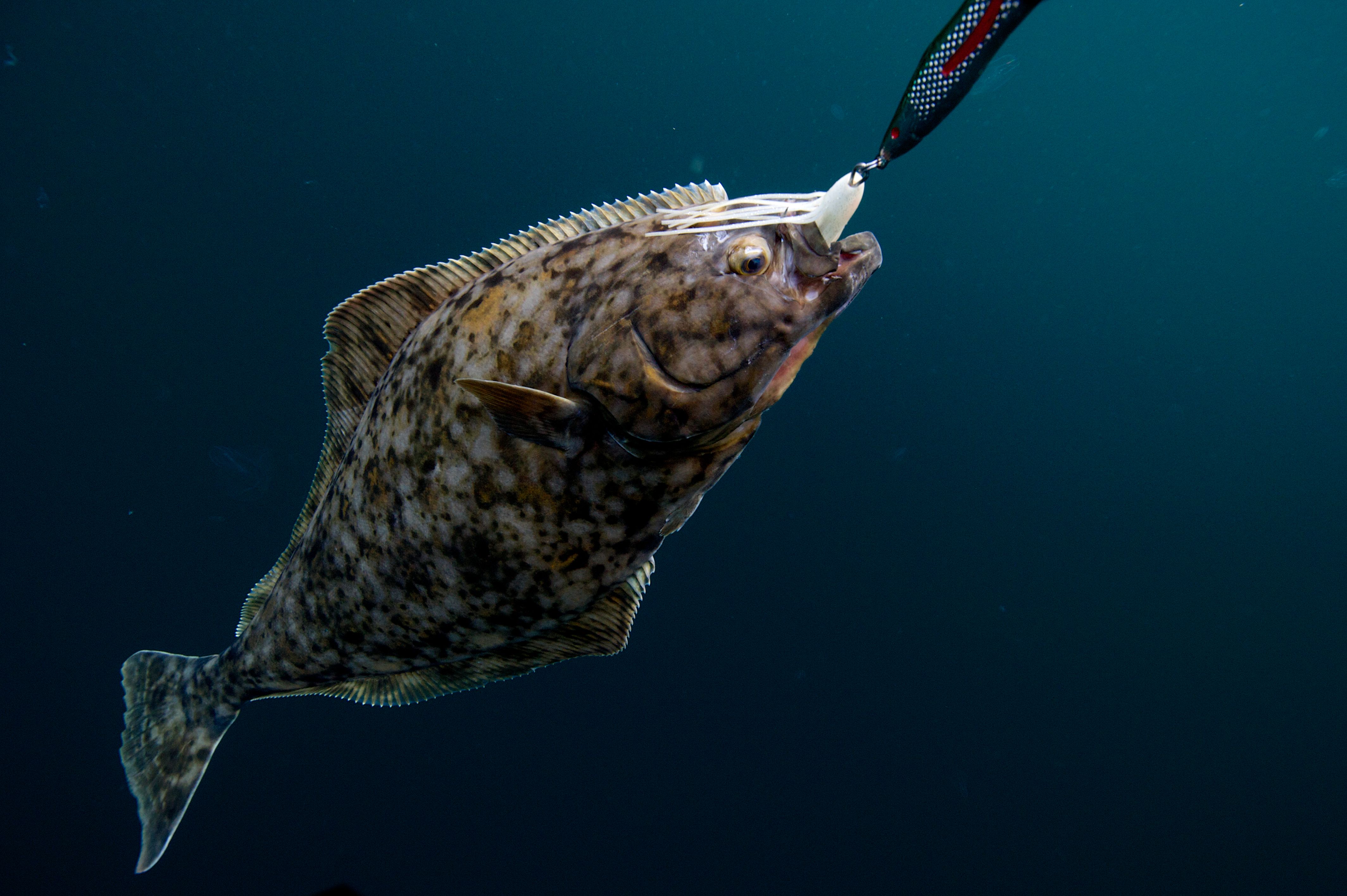 A halibut swimming in the sea caught on a hook
