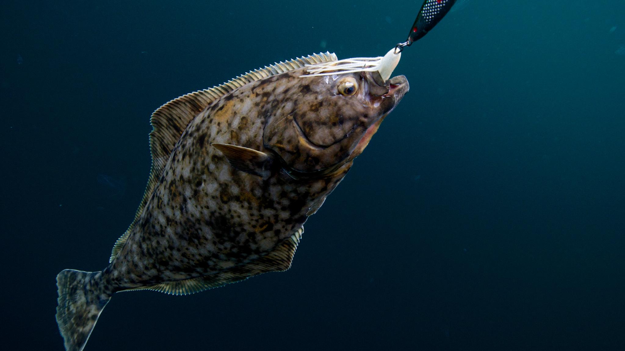En kveite på kroken i havet