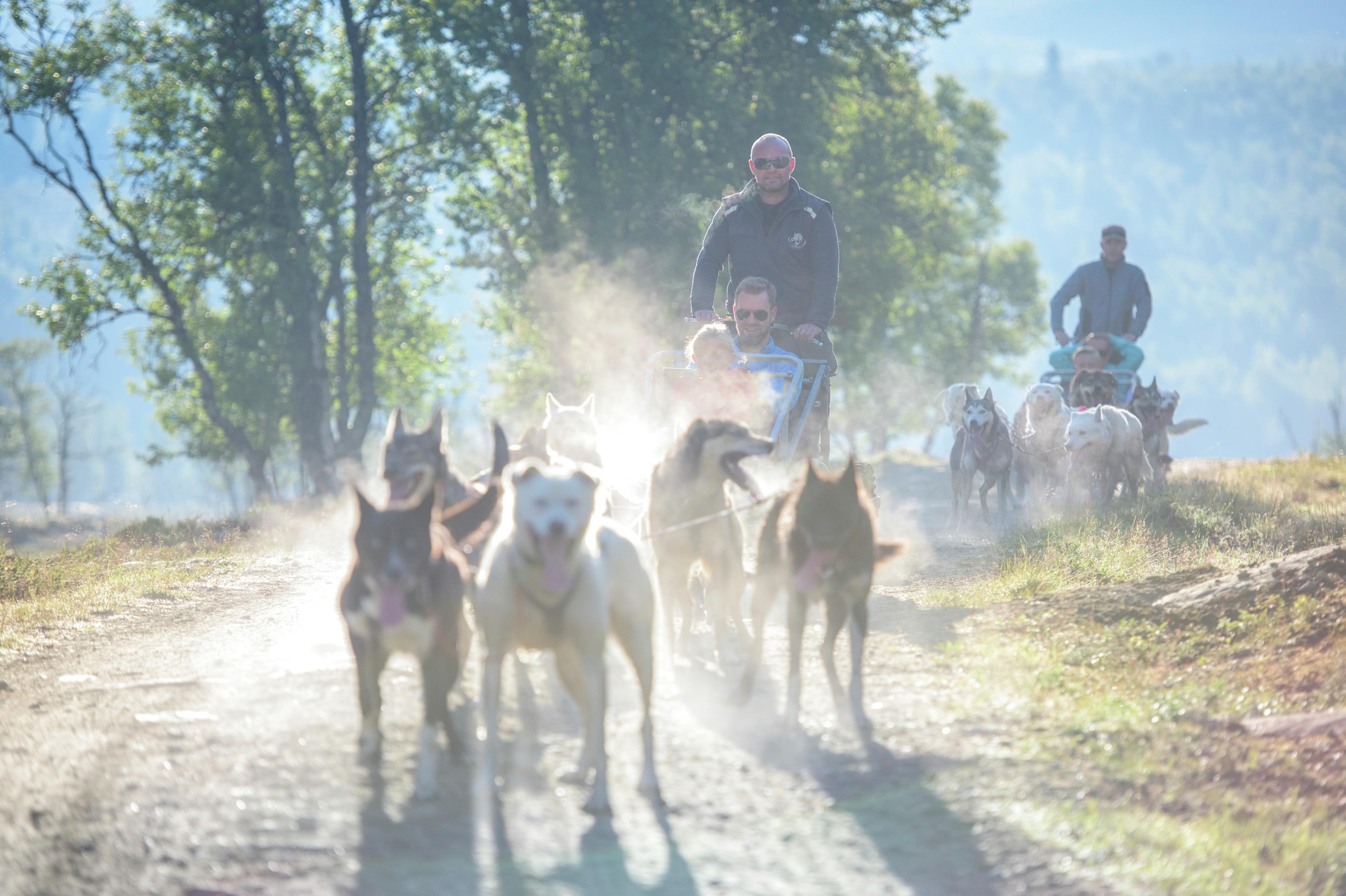 Varias personas montan en trineos tirados por perros en Hallingdal, Este de Noruega, en un día de verano.