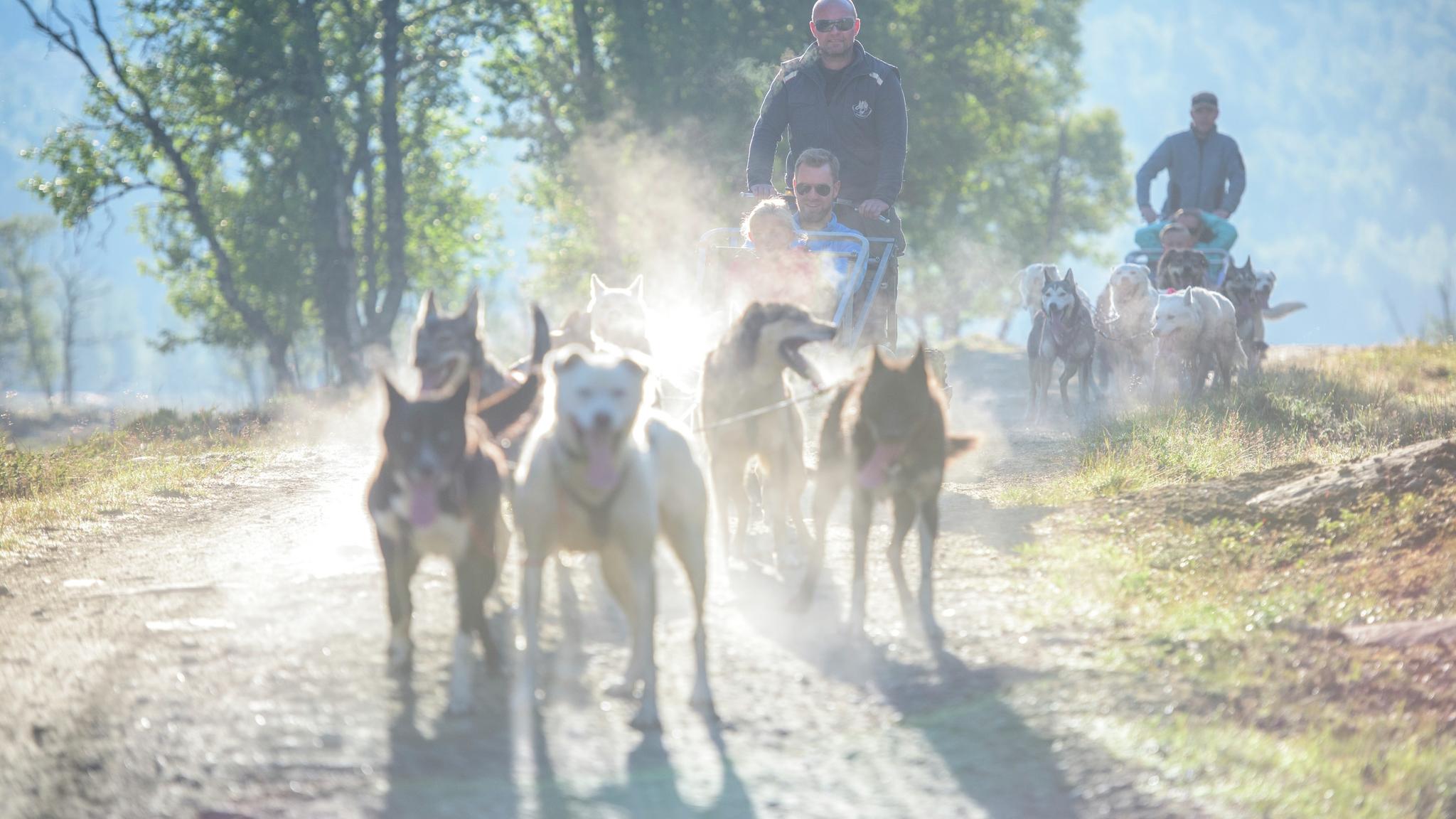 People riding on a dog-sledge during summer in Hallingdal , Eastern Norway