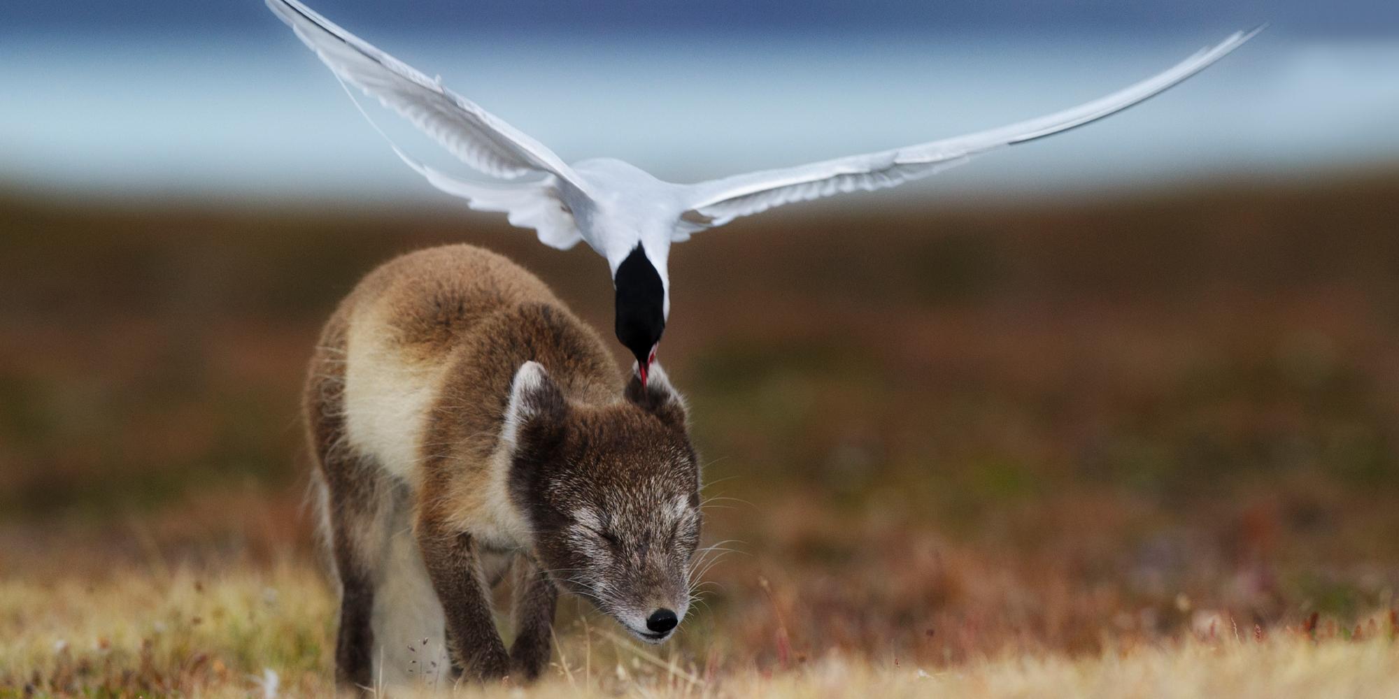 Animals on Svalbard, Norway