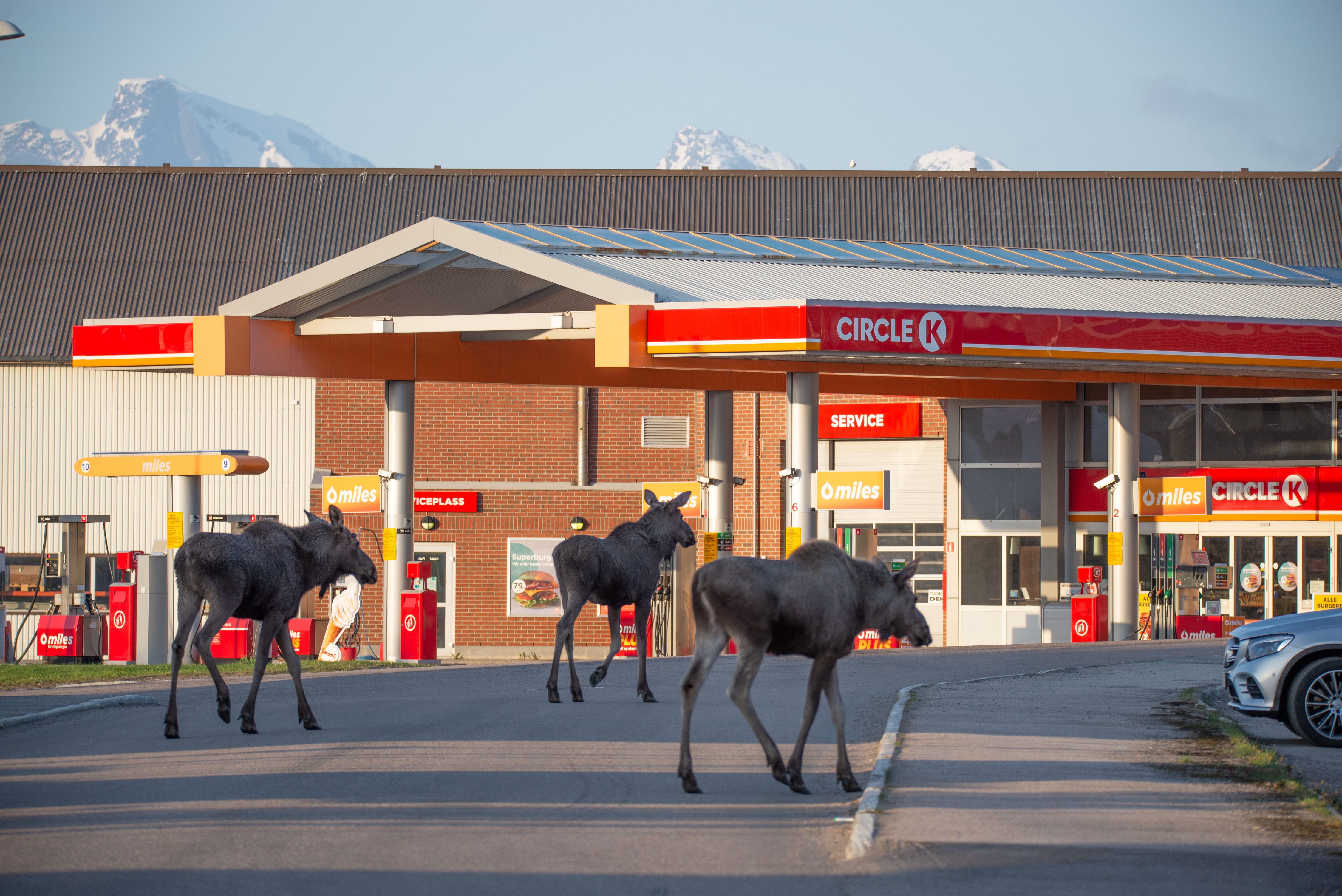 Three moose randomly walking outside Circle K gas station in Vesterålen, Northern Norway