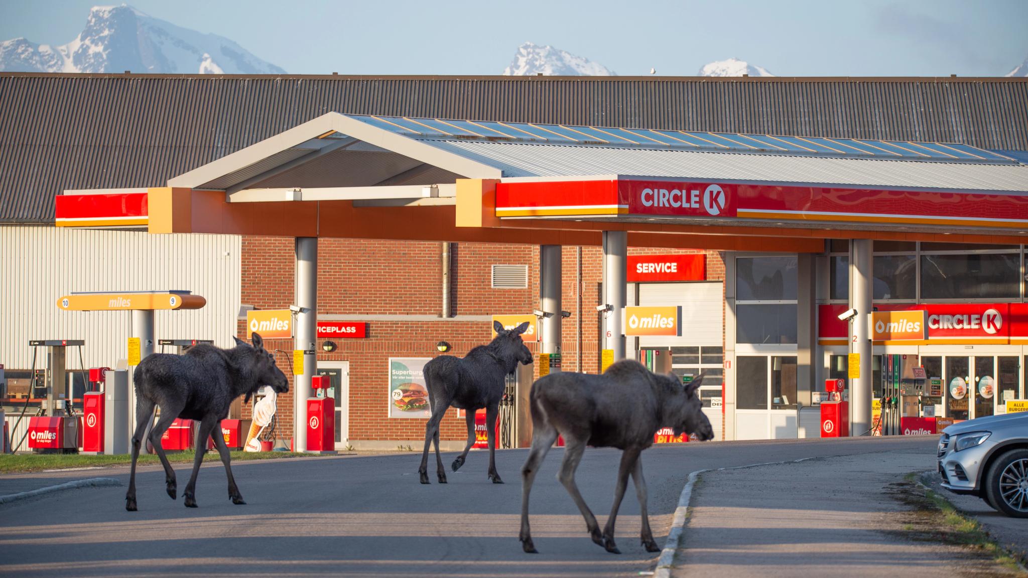 Three moose randomly walking outside Circle K gas station in Vesterålen, Northern Norway
