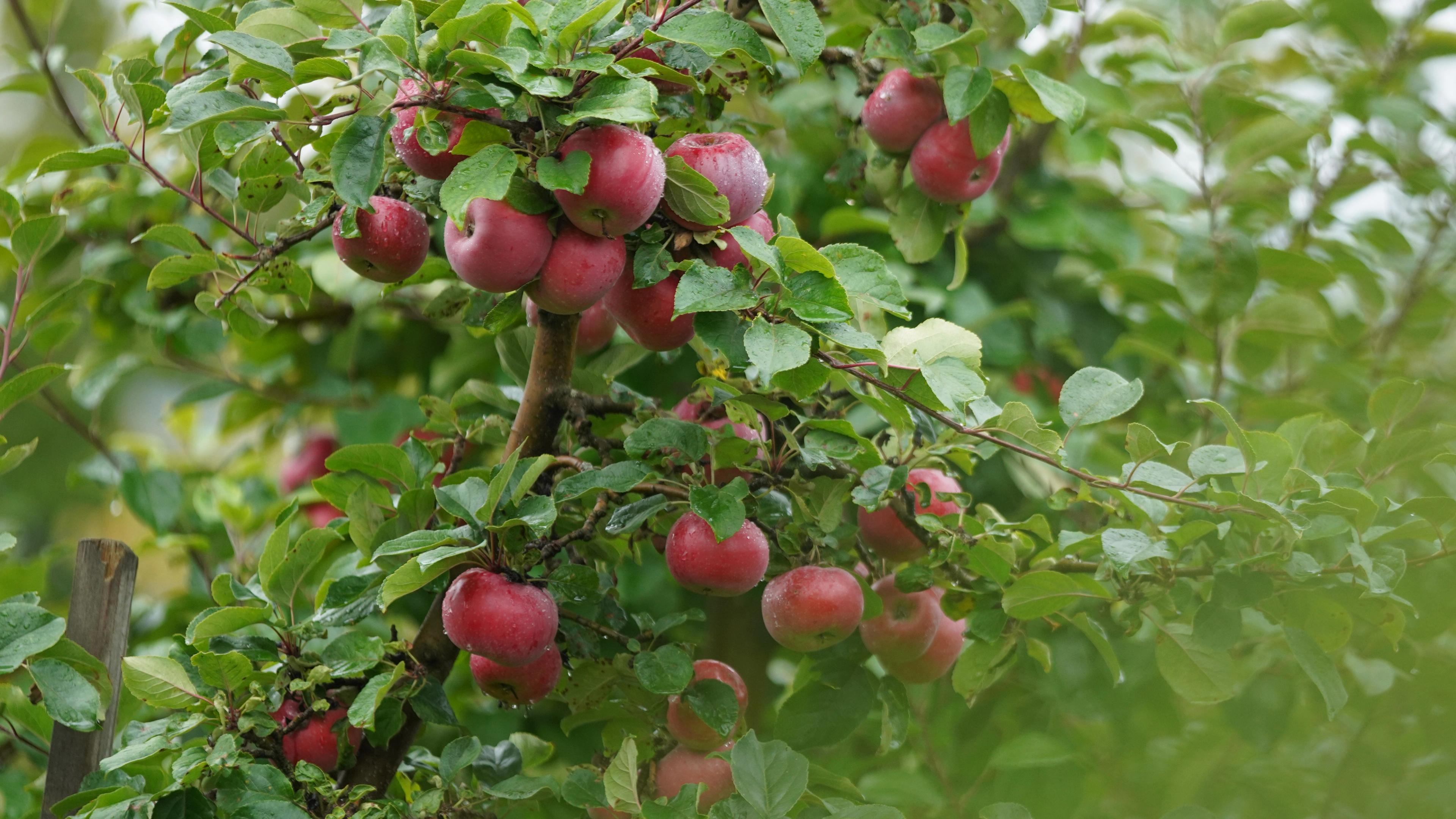 Telemark apples from the Fruit Village