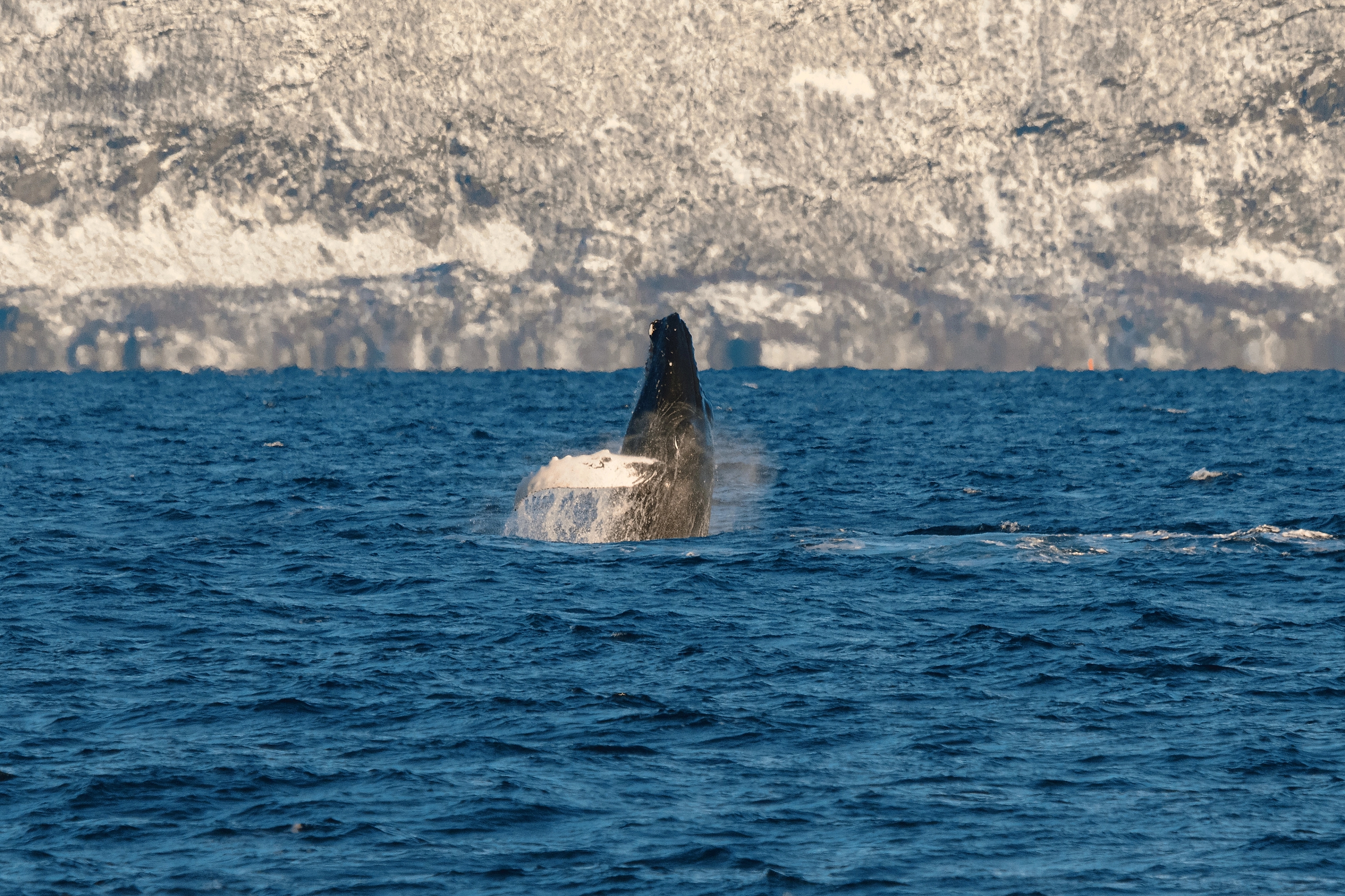 A great whale in the sea seen from the silent whale watching boat tour by Brim Explorer