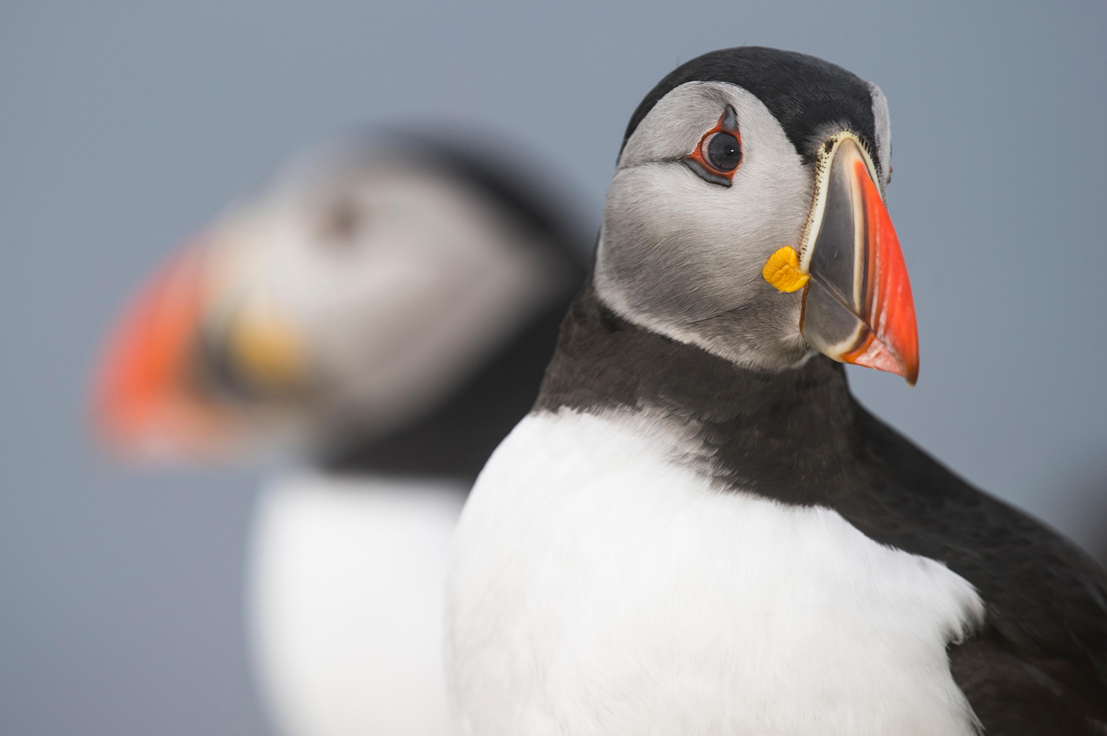 Close-up of a Puffin in Kirkenes, Northern Norway