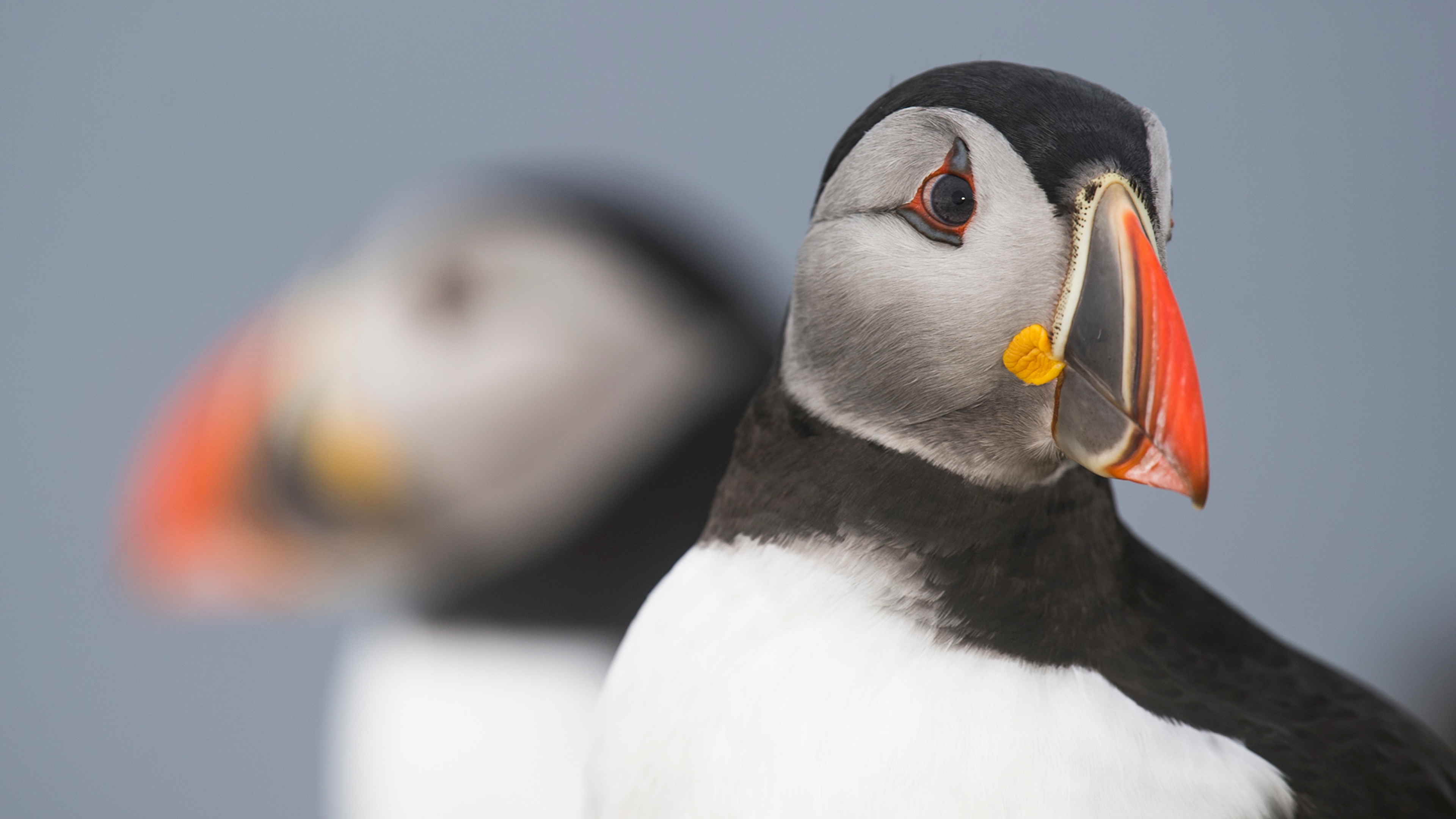 Close-up of a Puffin in Kirkenes, Northern Norway