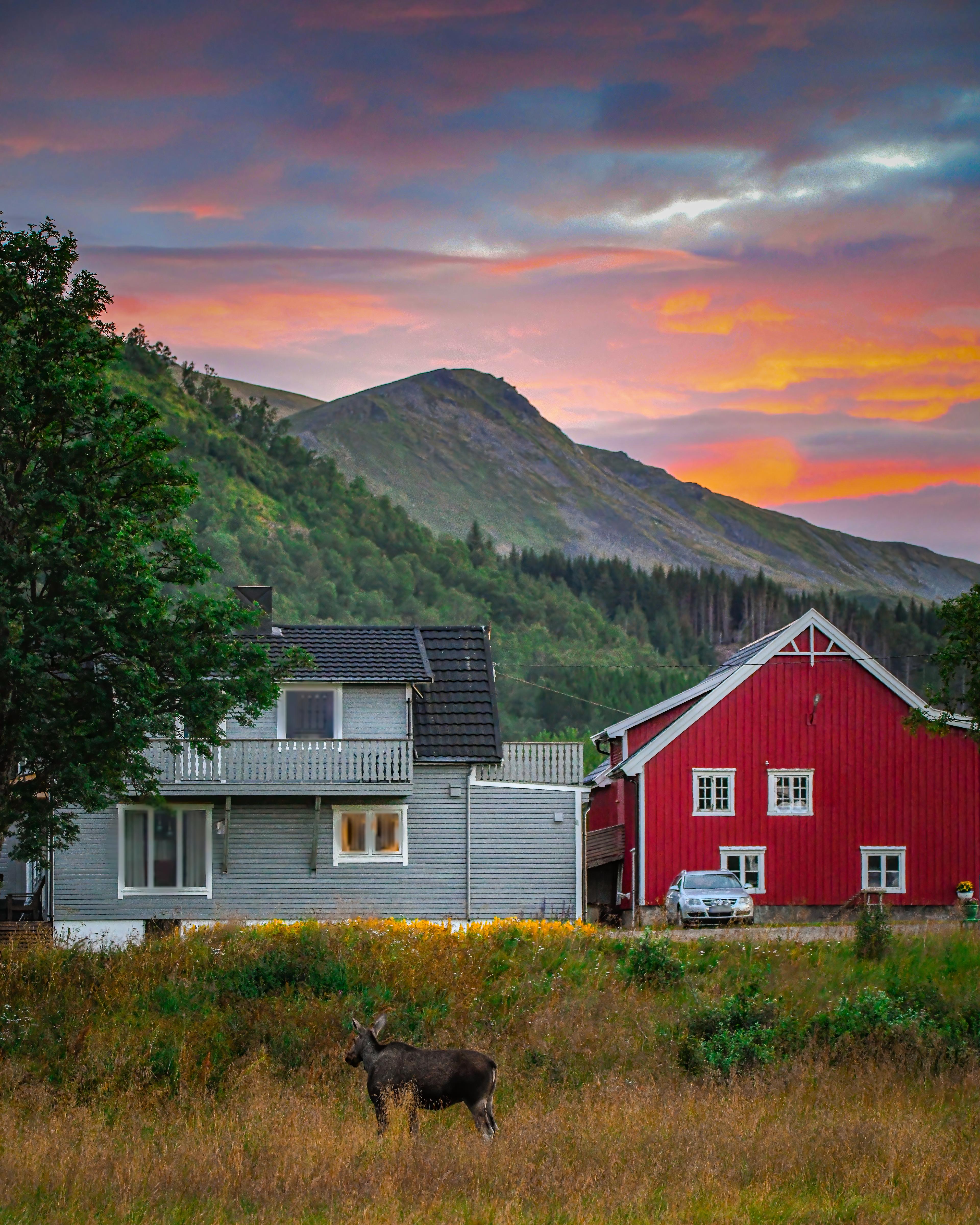 Moose in the backyard of someone's home in Vesterålen, Northern Norway