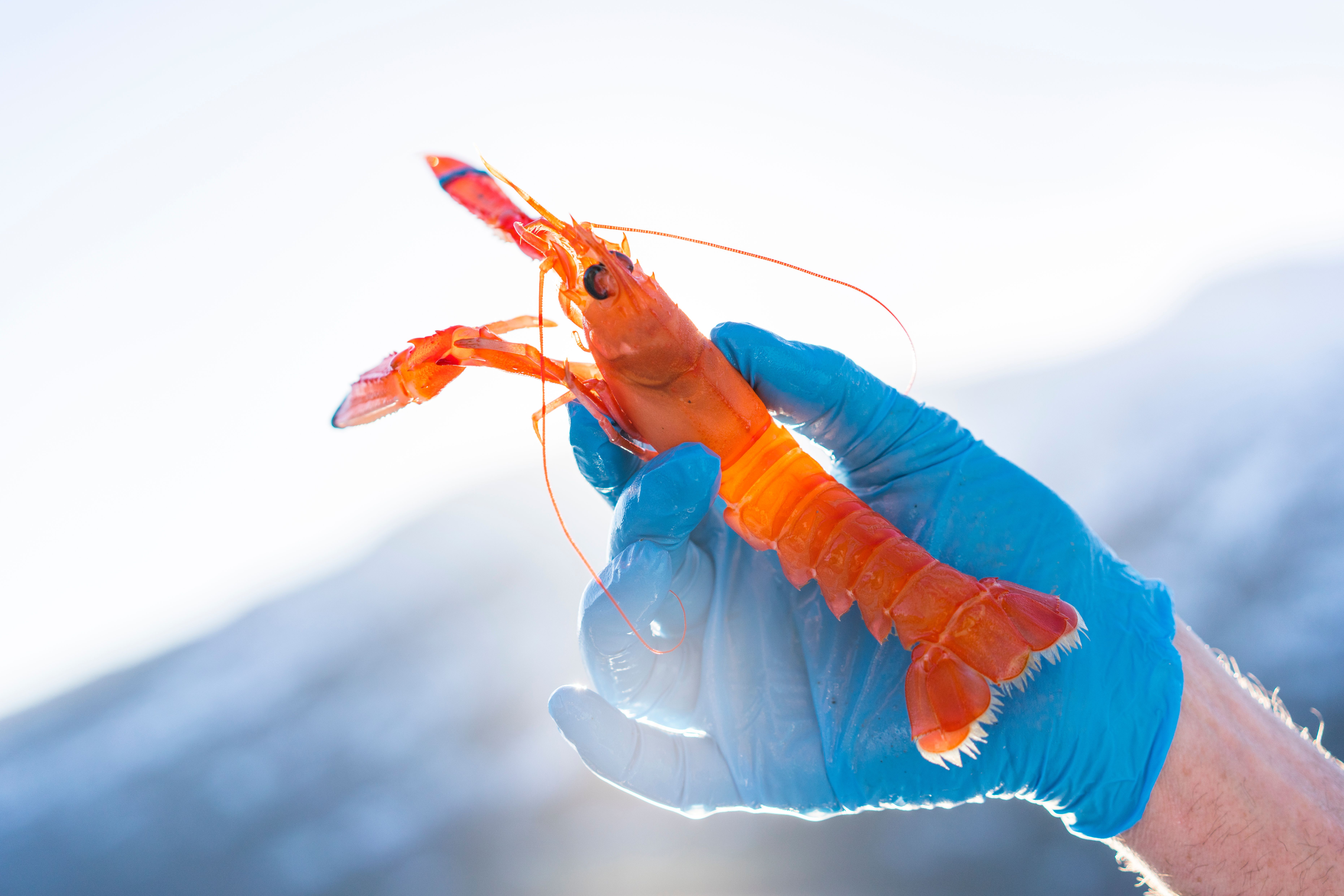 Seafood at Kviknes Hotel in the Sognefjord area of Fjord Norway