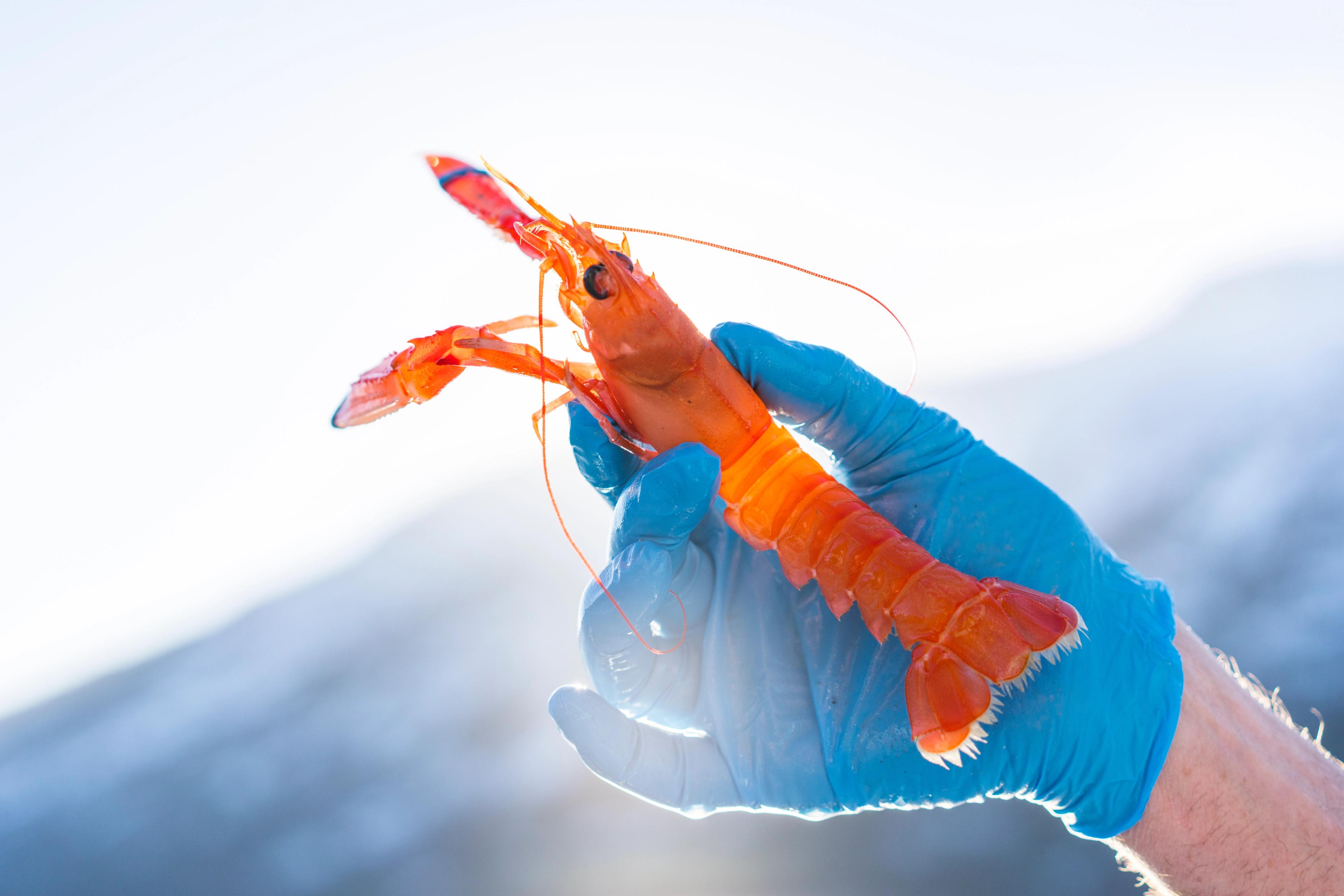 Seafood at Kviknes Hotel in the Sognefjord area of Fjord Norway