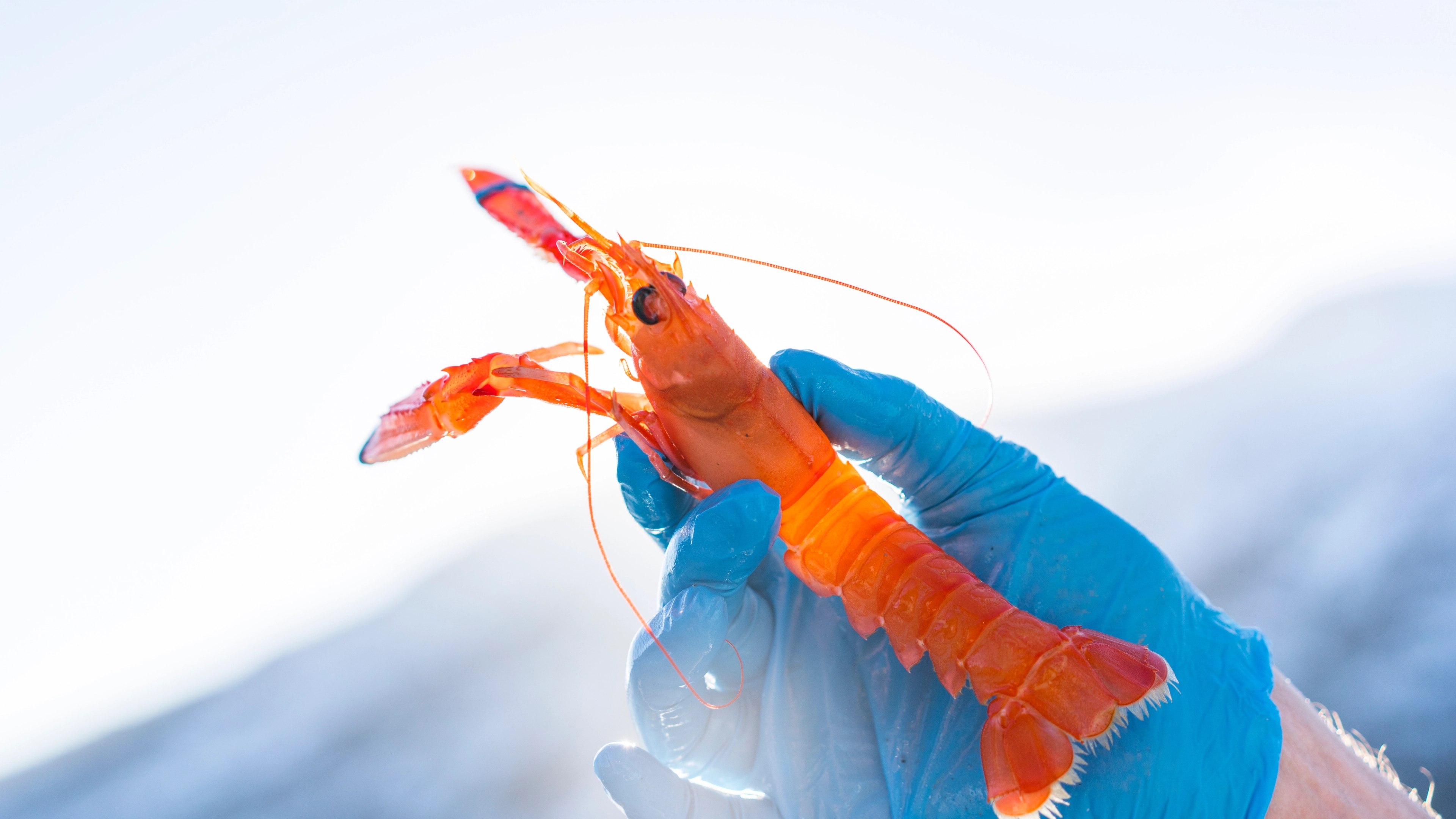 Seafood at Kviknes Hotel in the Sognefjord area of Fjord Norway