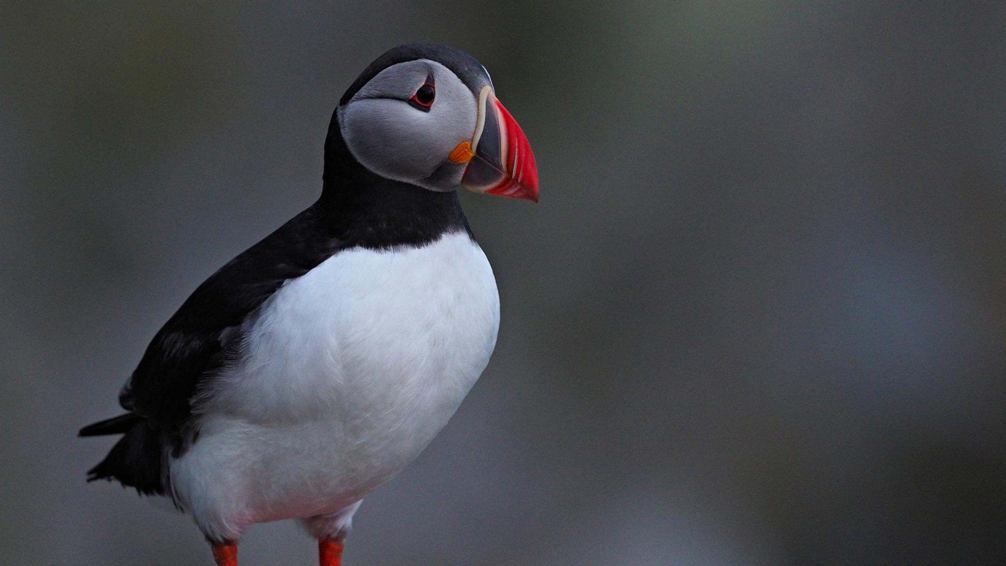 Closeup of a lunde bird at Runde