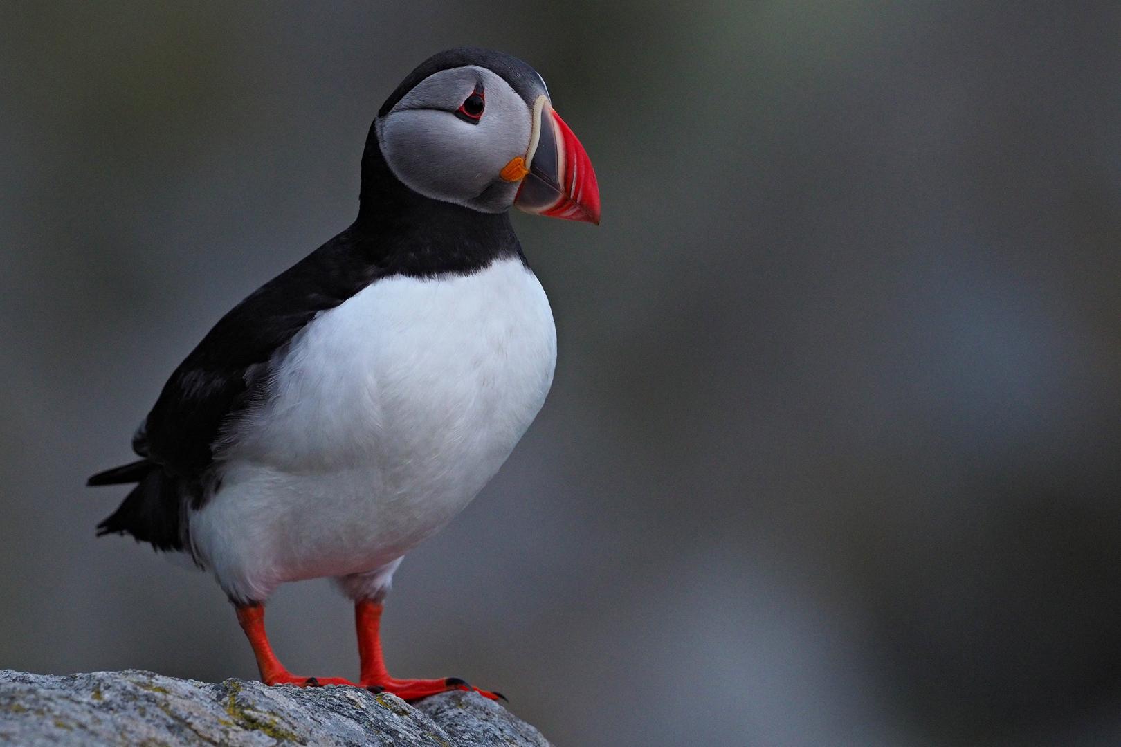 Closeup of a lunde bird at Runde