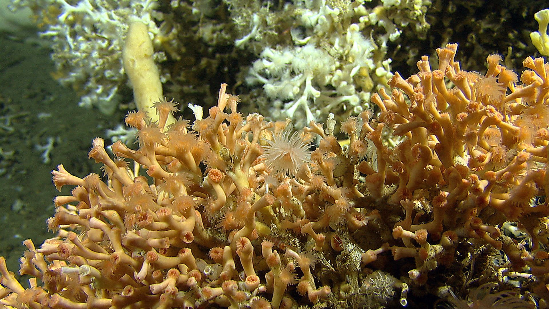 Coral Reef and anemones in Trondheimsfjorden in Trøndelag